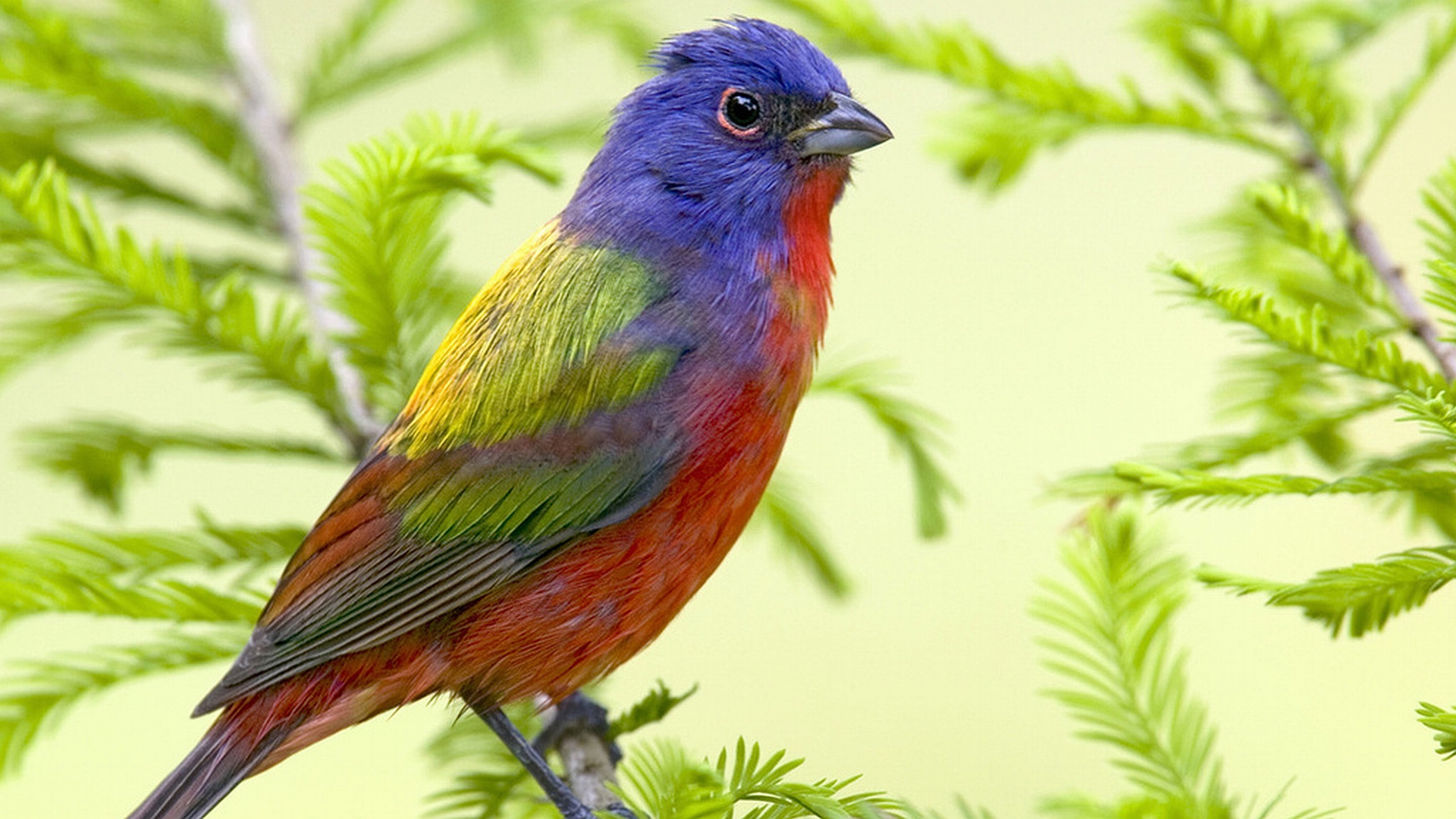 37+ Birds Wallpaper Full Screen Images Wallpaper HD Collections