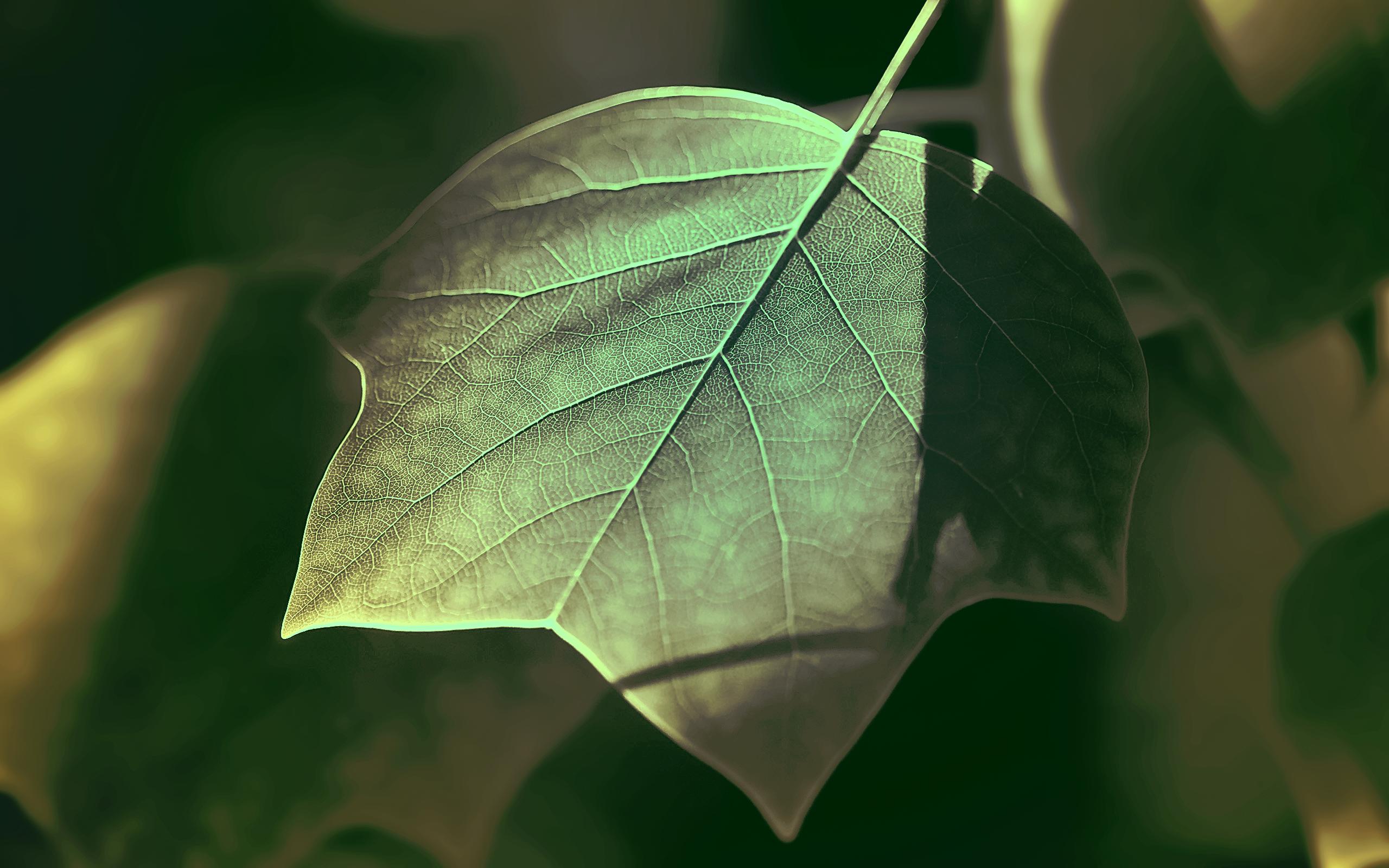 Download Photography Nature Leaf HD Wallpaper