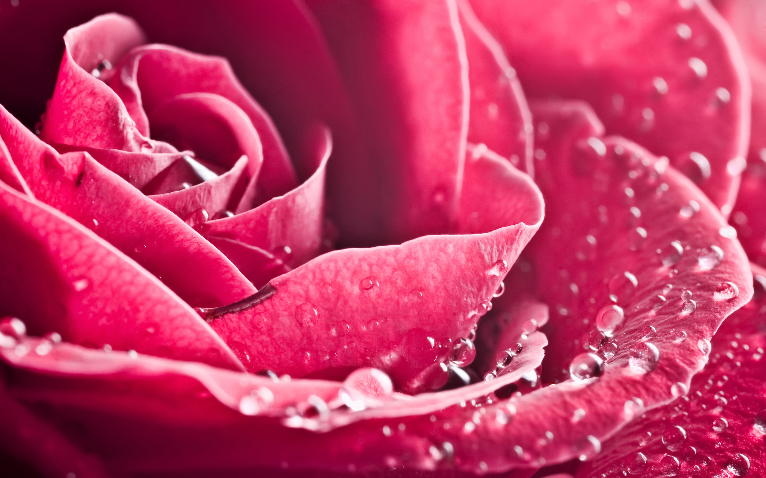 HD Wallpaper of a Delicate Rose with Water Drops in Nature