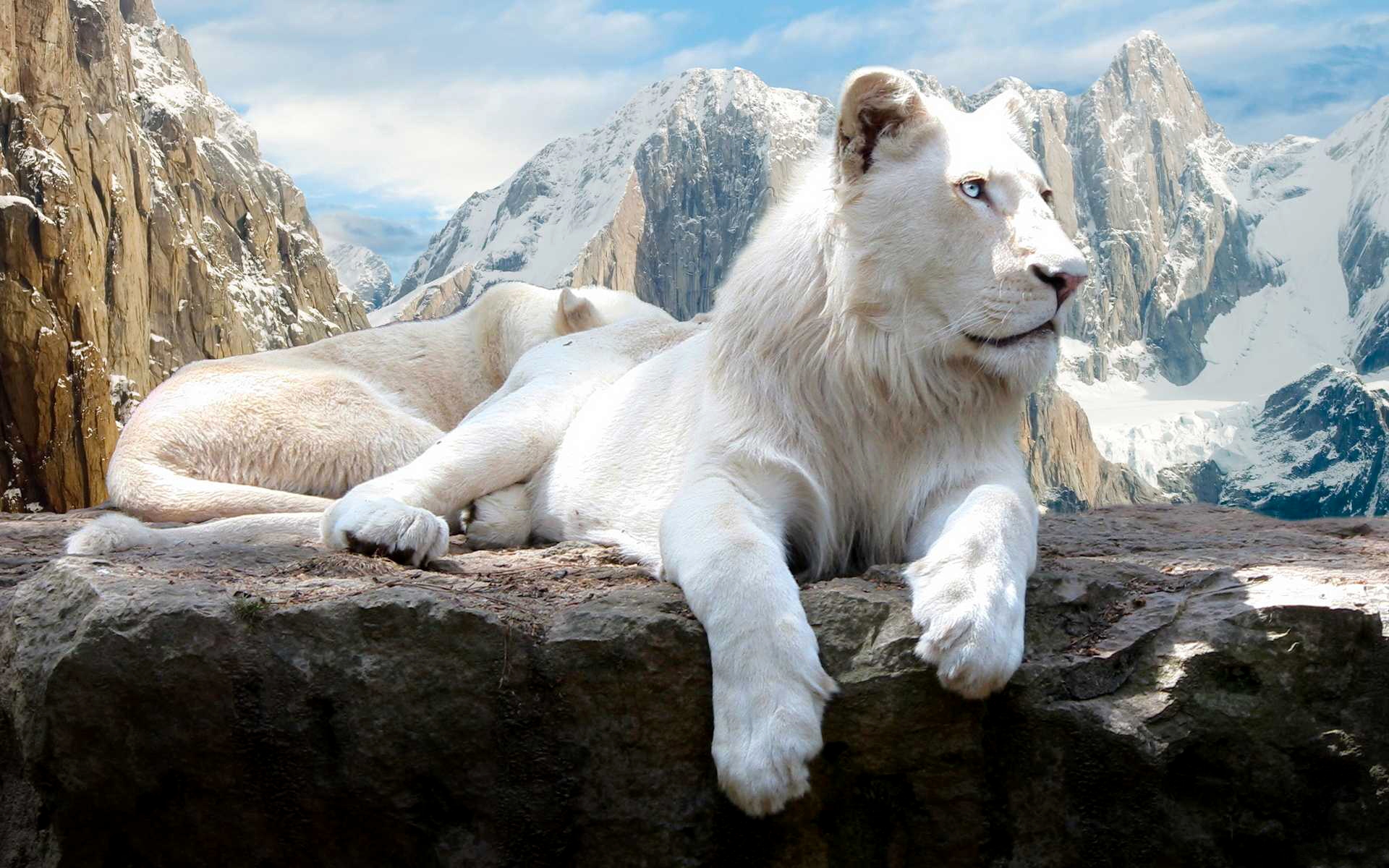 White Lion Majesty HD Wallpaper