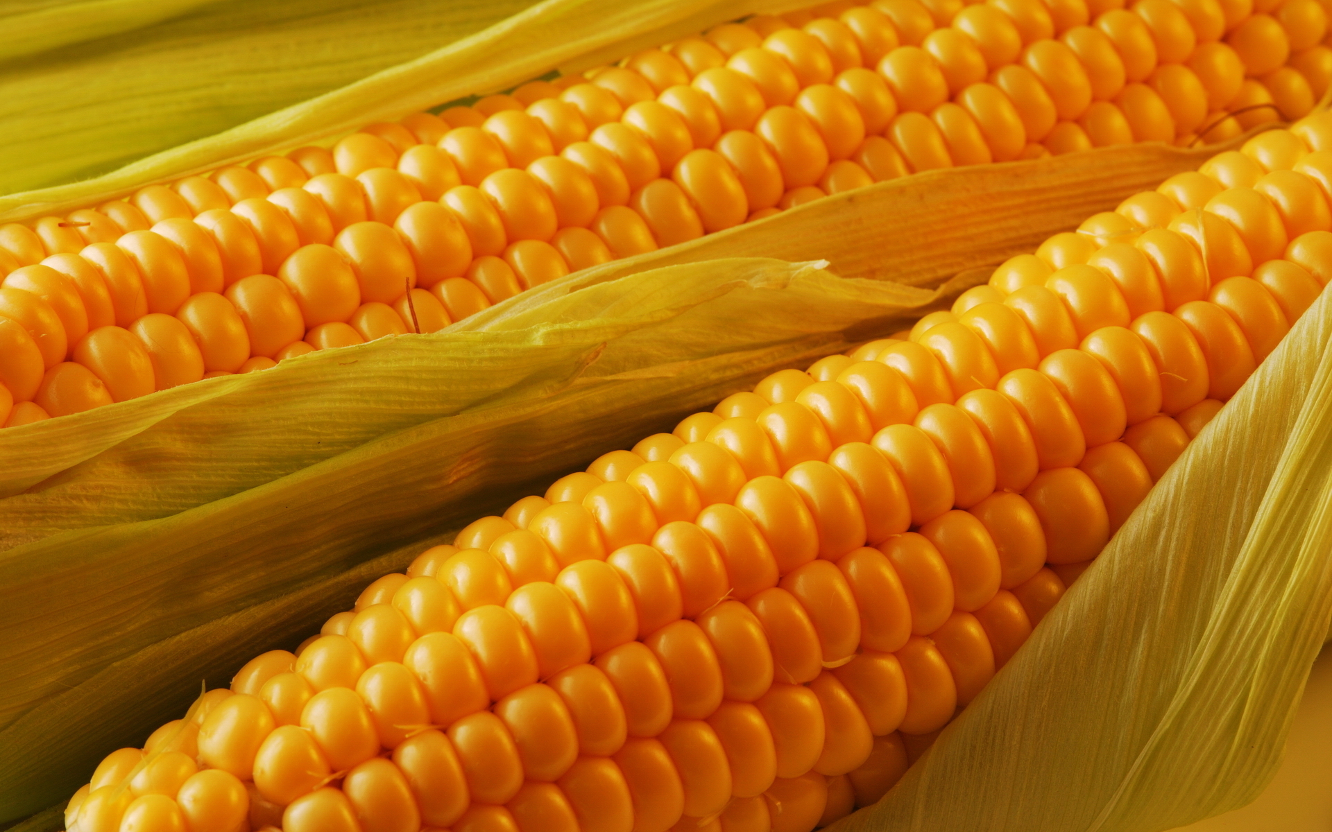 Corn Images In Hd