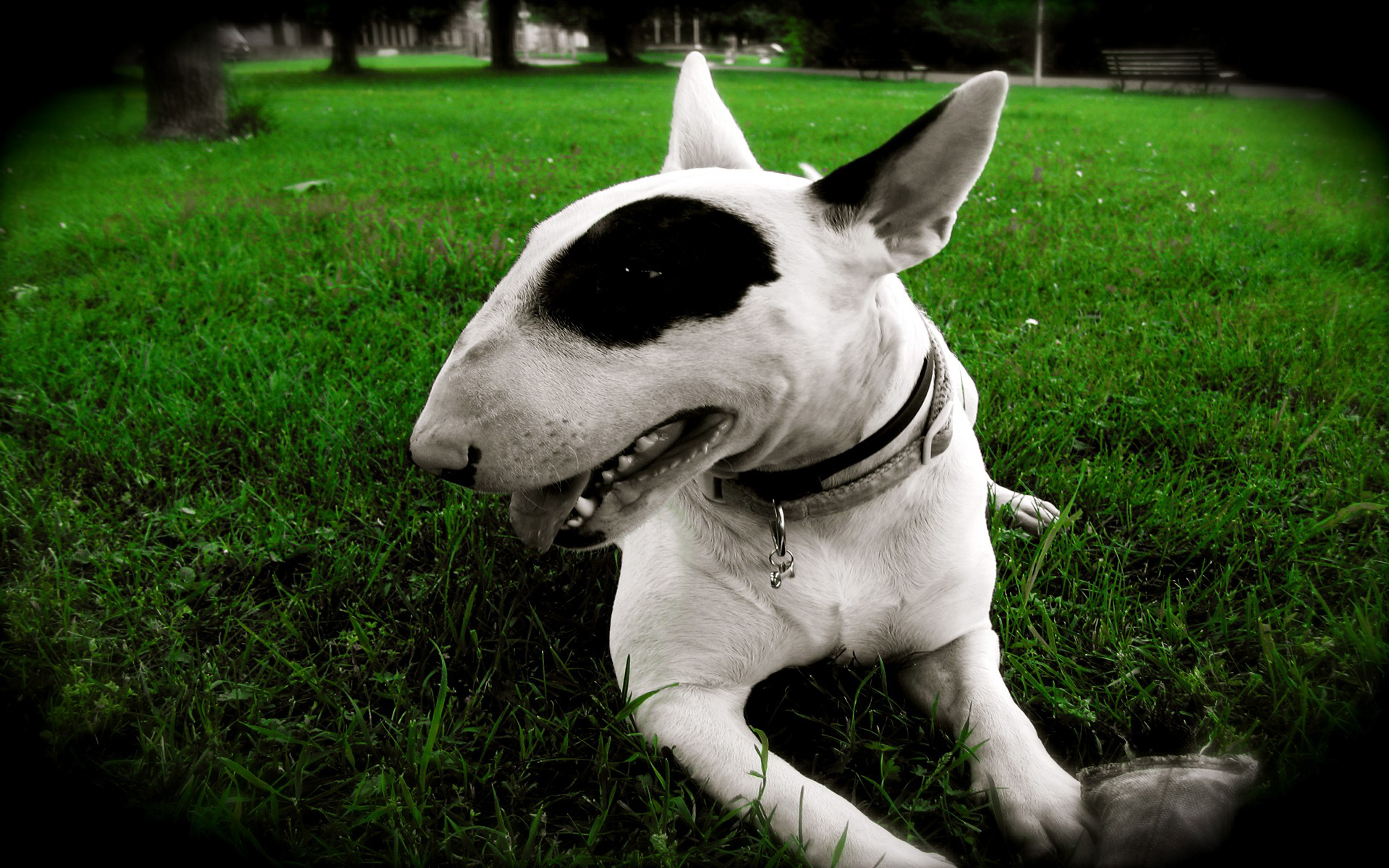Download Animal Bull Terrier HD Wallpaper