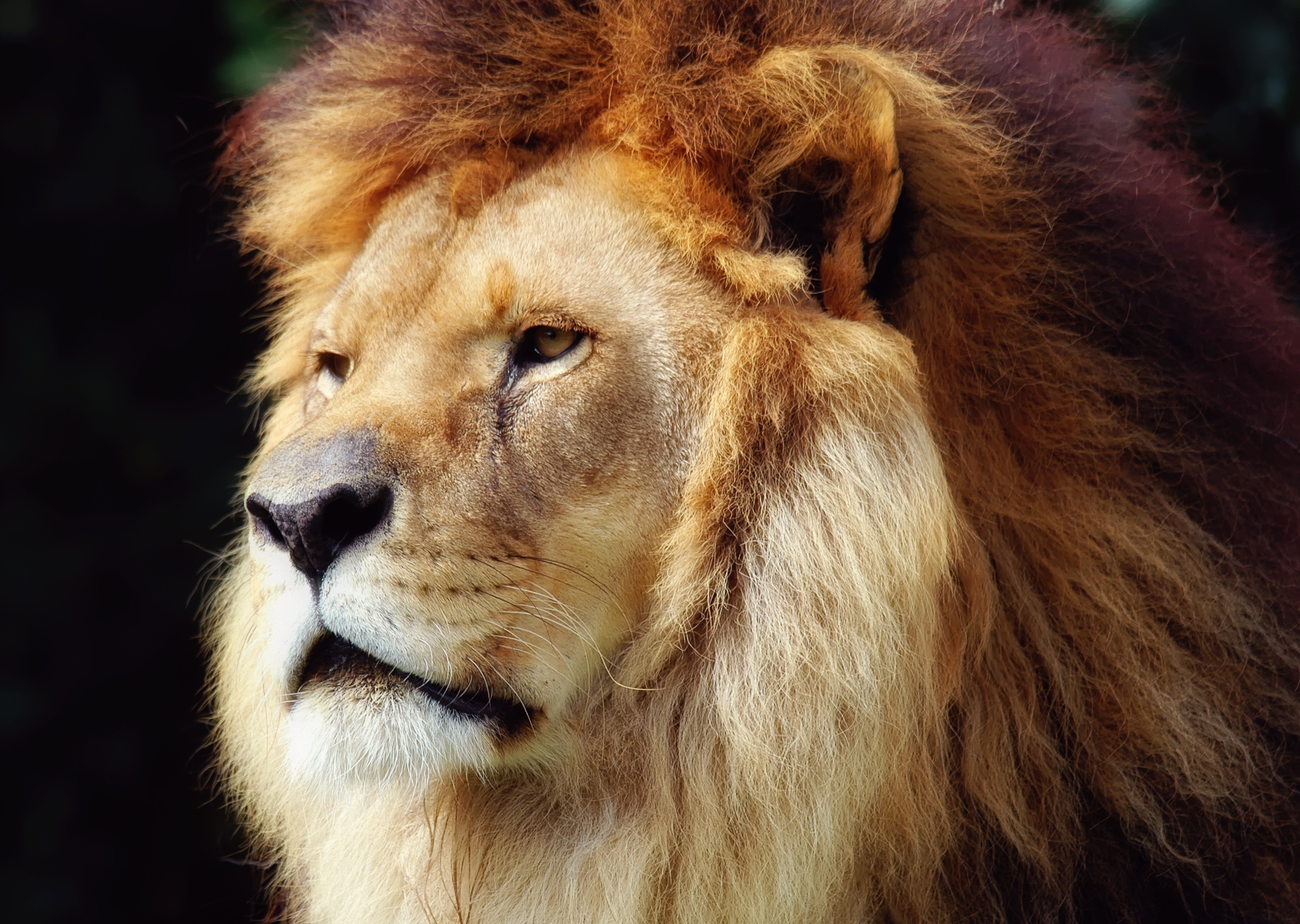 Download Animal Lion HD Wallpaper