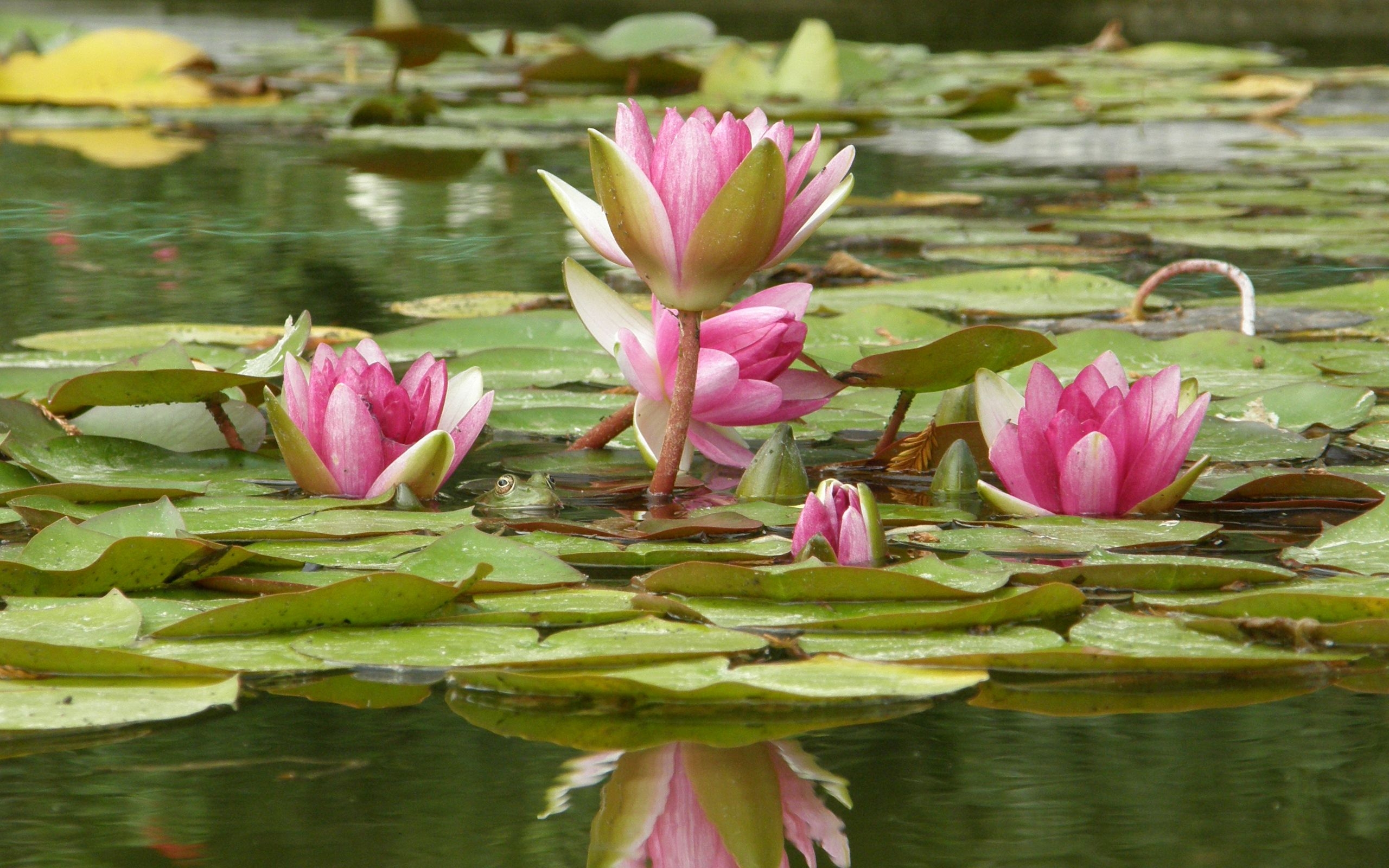 Water Lily HD Wallpaper Background Image 2560x1600