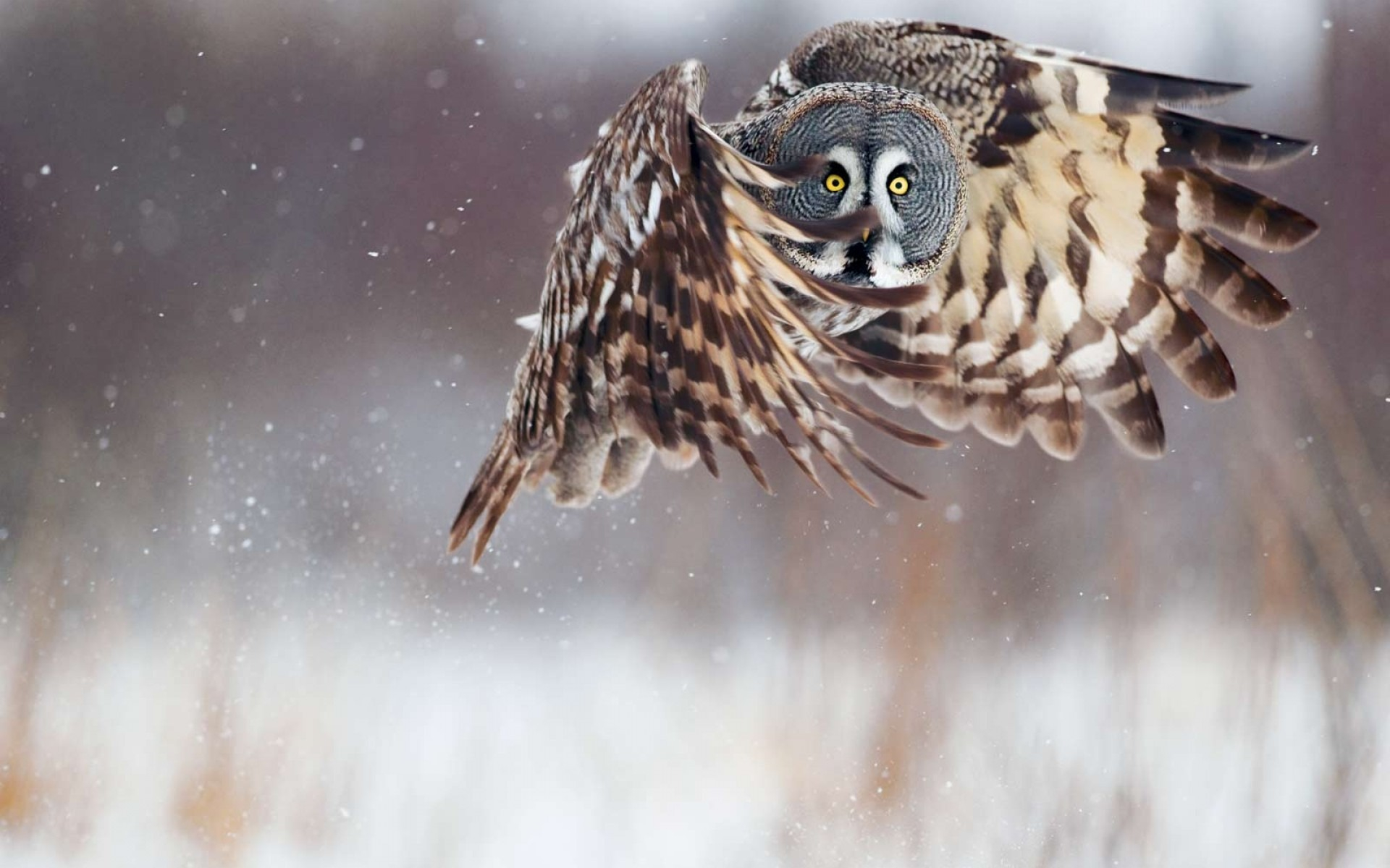 Great grey owl Full HD Wallpaper and Background Image 1920x1200 ID