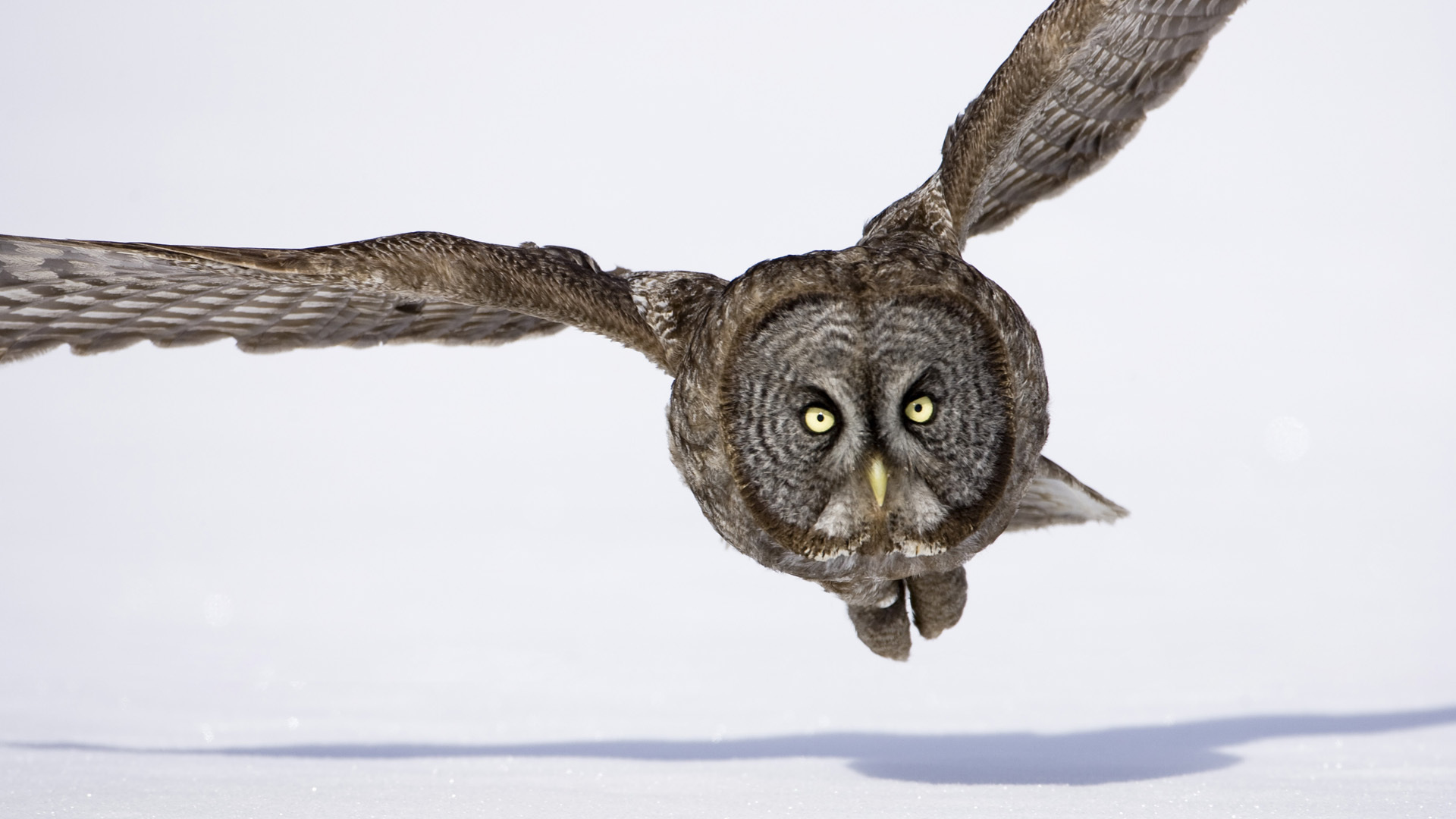 Animal Great grey owl HD Wallpaper