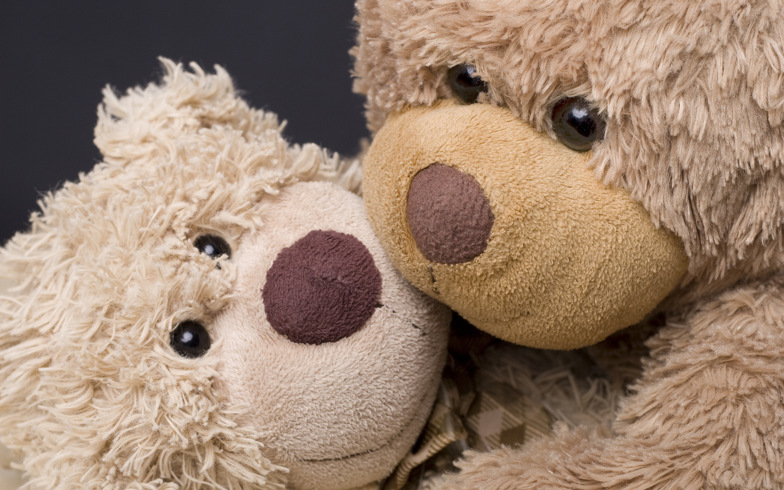 Teddy Bears Full HD Wallpaper and Background Image 2560x1600 ID271162