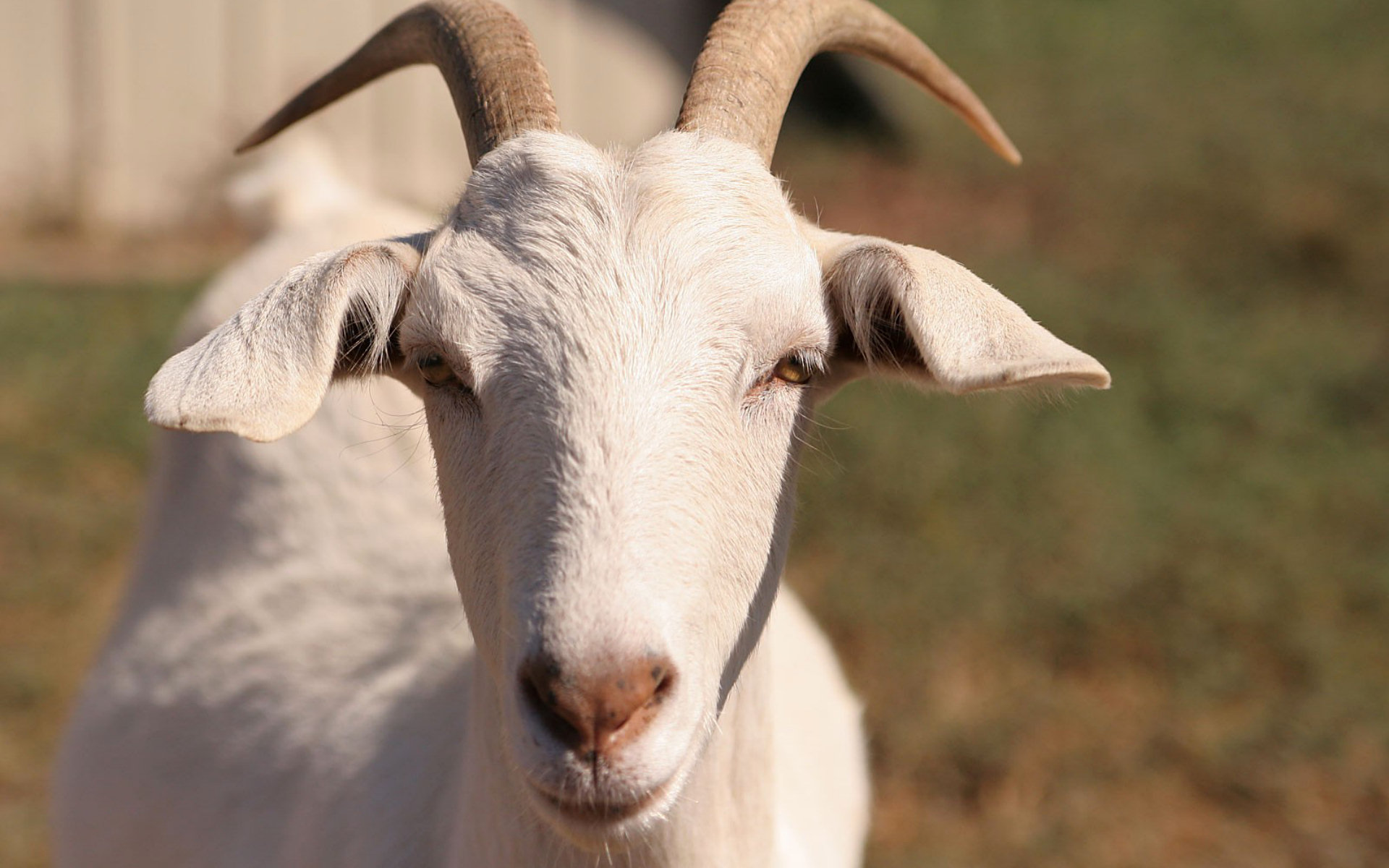 Billy Goat Full HD Wallpaper and Background Image 1920x1200 ID284910