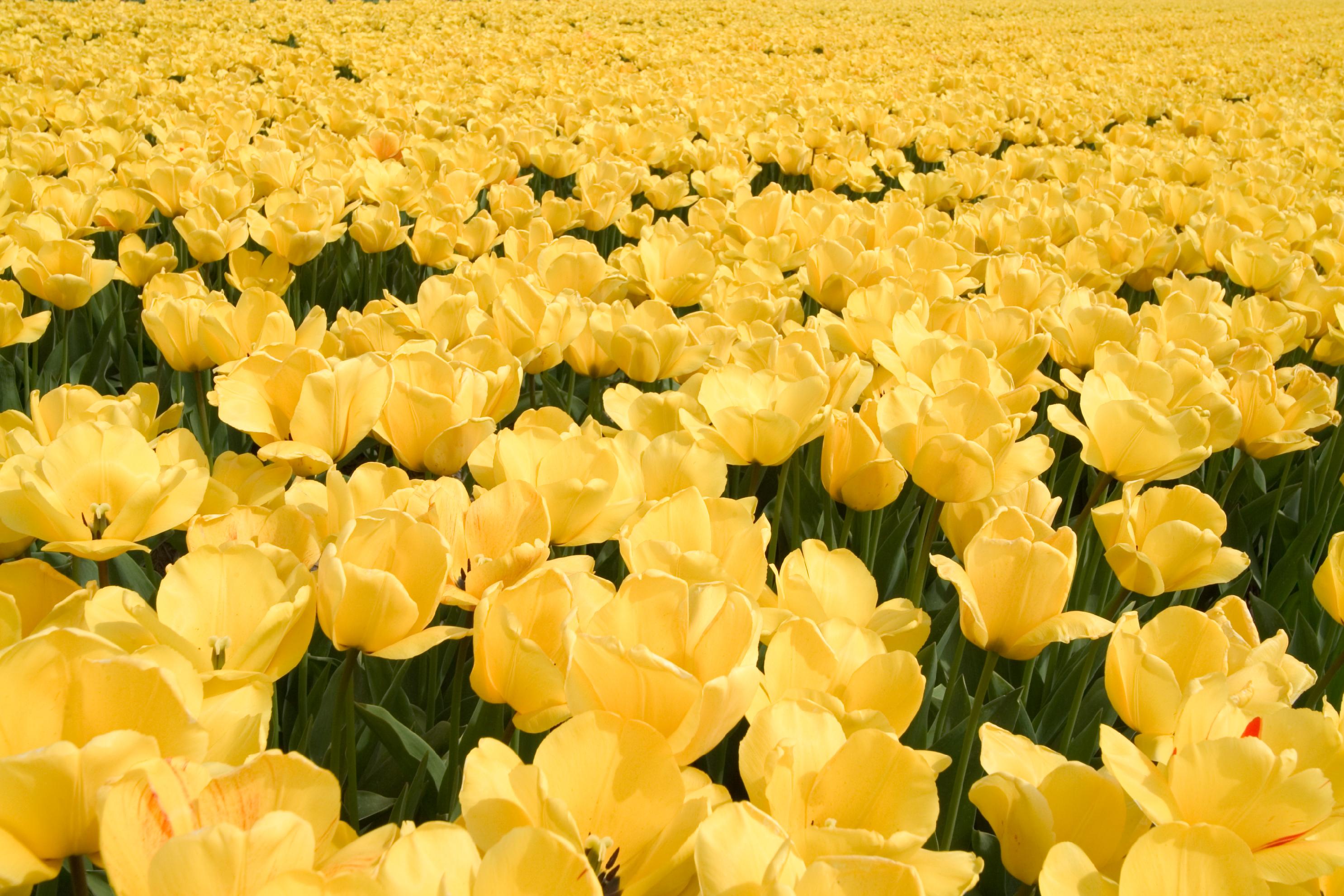 Download Flower Yellow Flower Nature Tulip HD Wallpaper