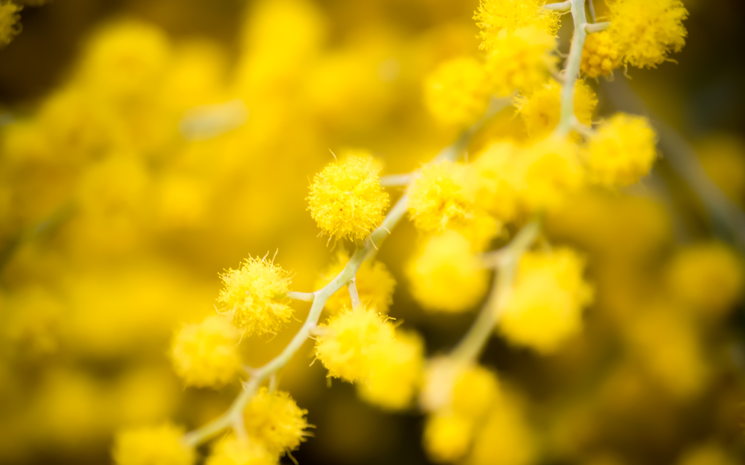Golden Wattle Full HD Wallpaper and Background Image 2560x1600 ID