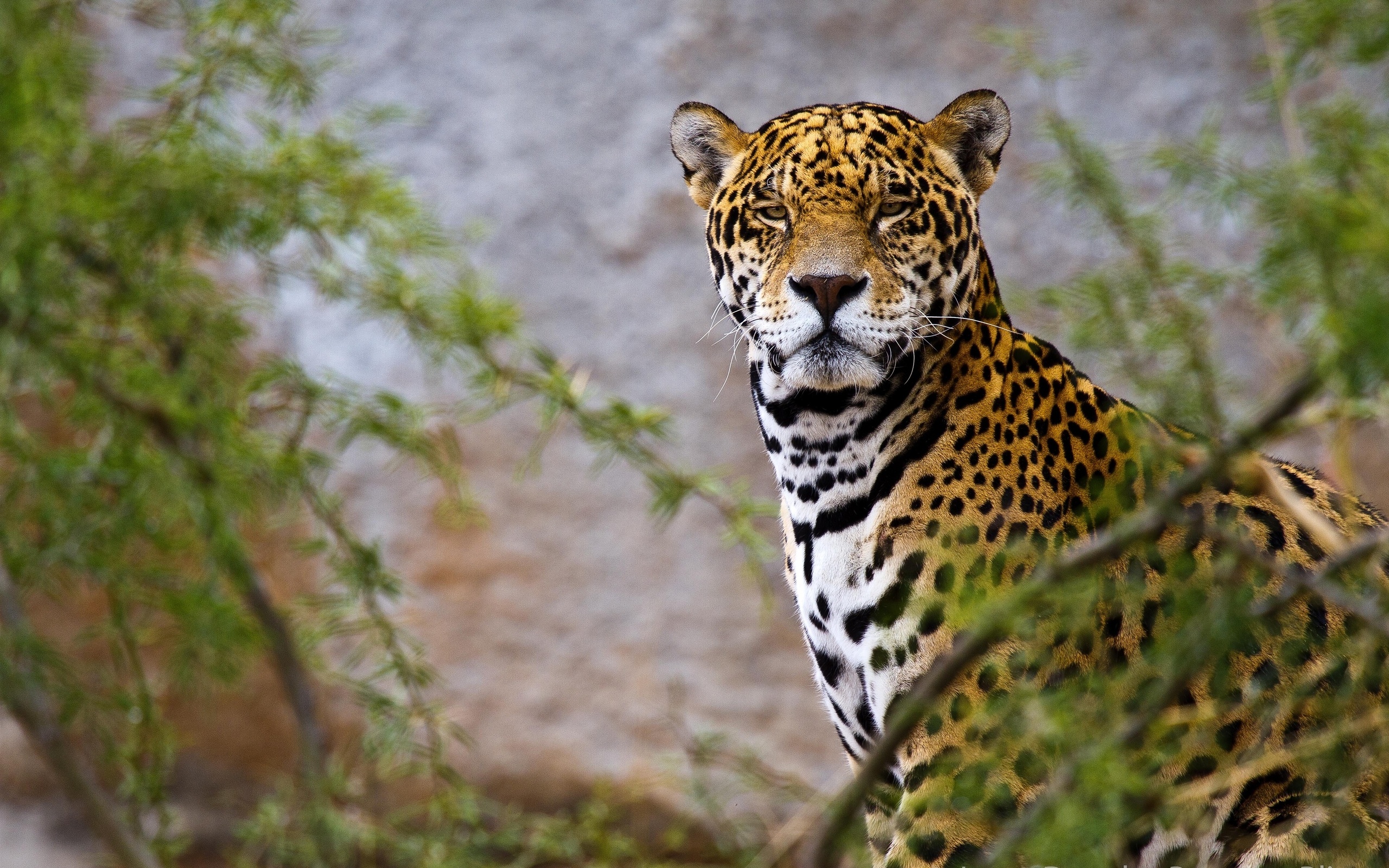 Download Animal Jaguar HD Wallpaper