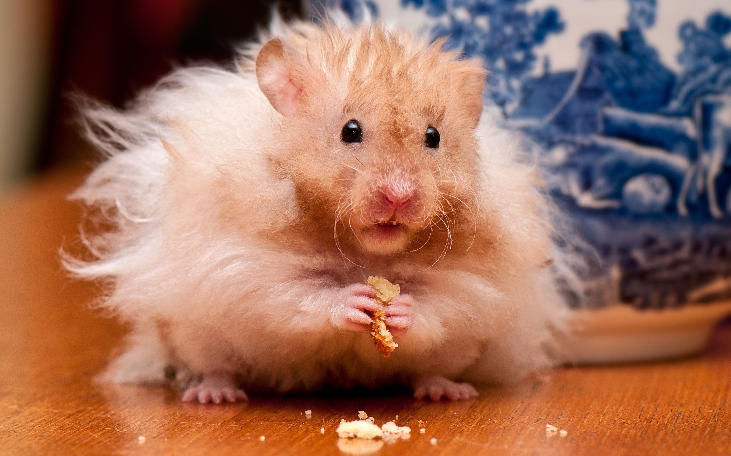 Cute Hamster Wallpapers Desktop