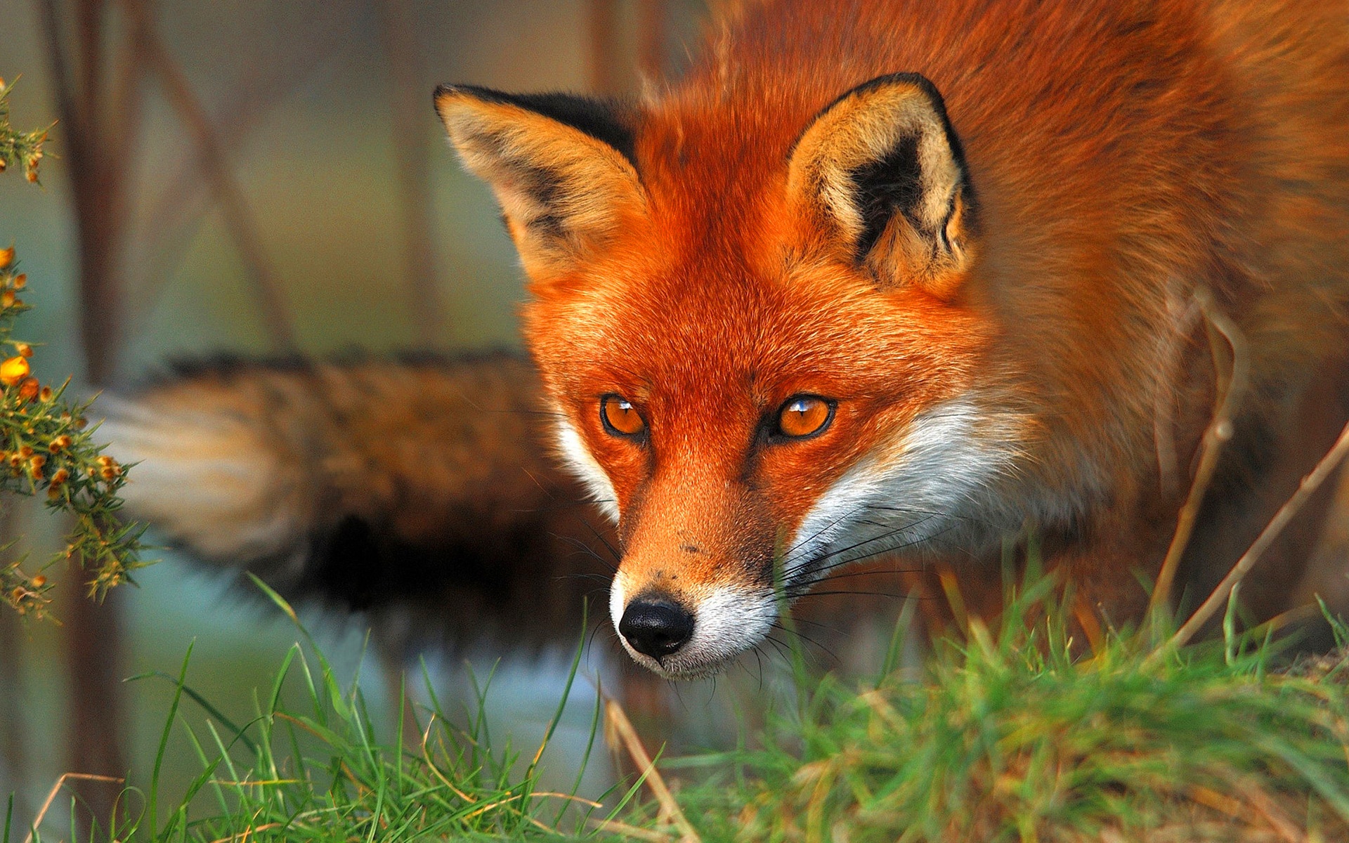 Fuchs Wallpapers, Hintergründe 1920x1200 ID449526