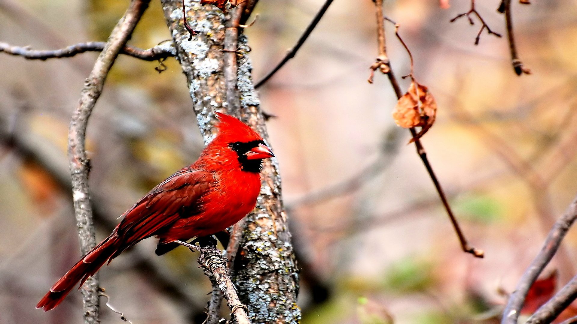 Cardinal HD Wallpaper Background Image 1920x1080