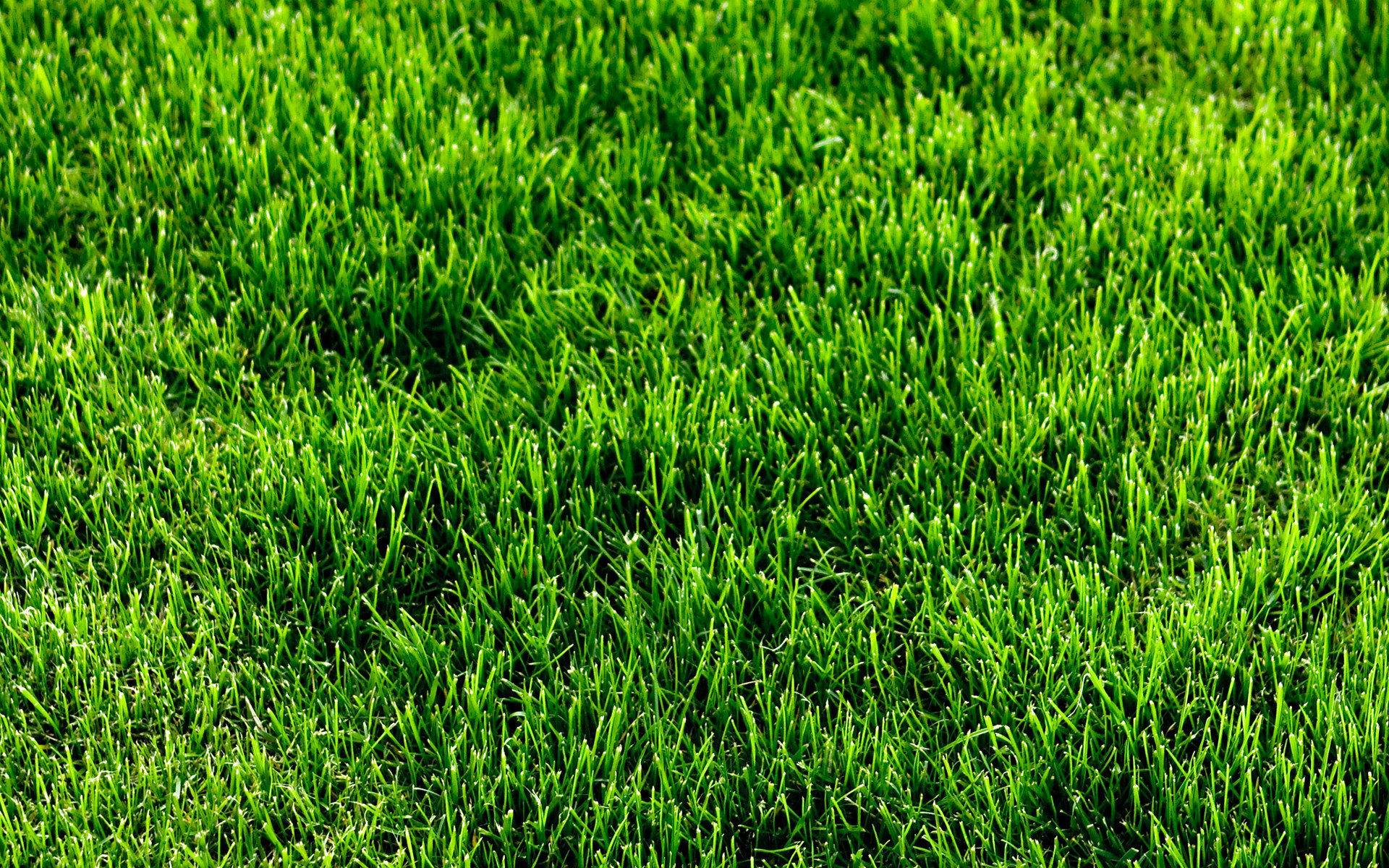 Download Nature Grass HD Wallpaper