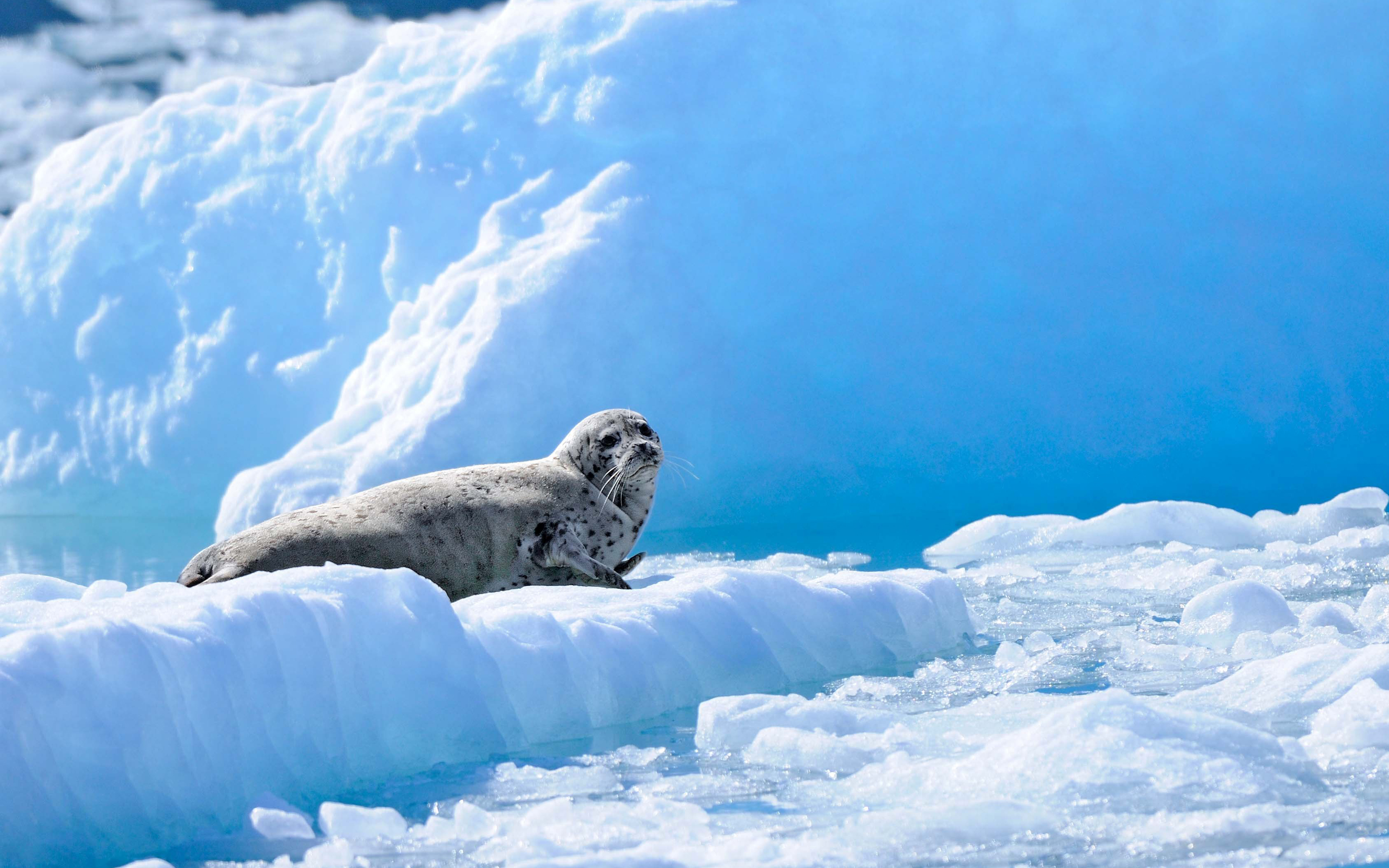 Seal Full HD Wallpaper and Background 2880x1800 ID452390