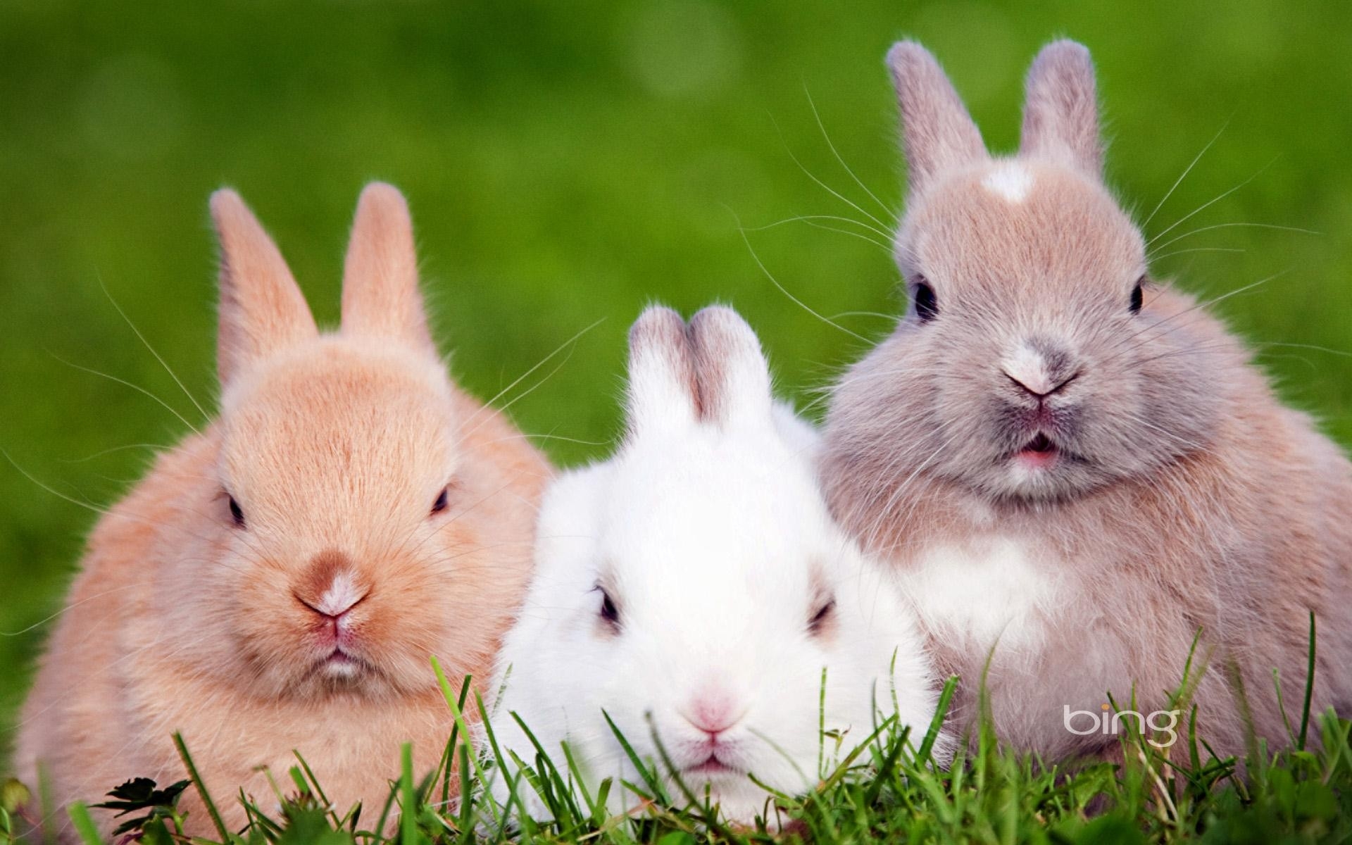 Download Animal Rabbit HD Wallpaper