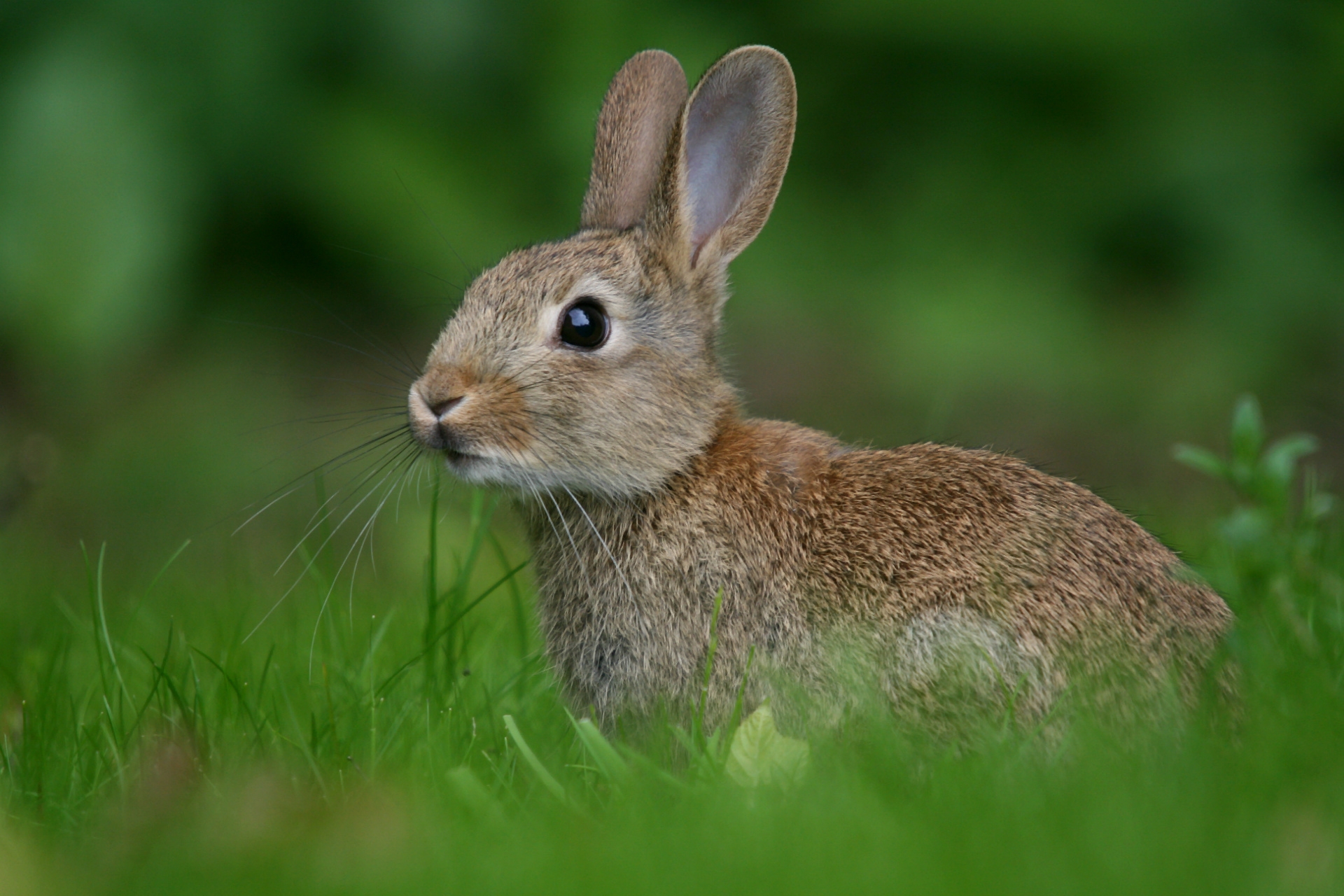 Download Animal Hare HD Wallpaper