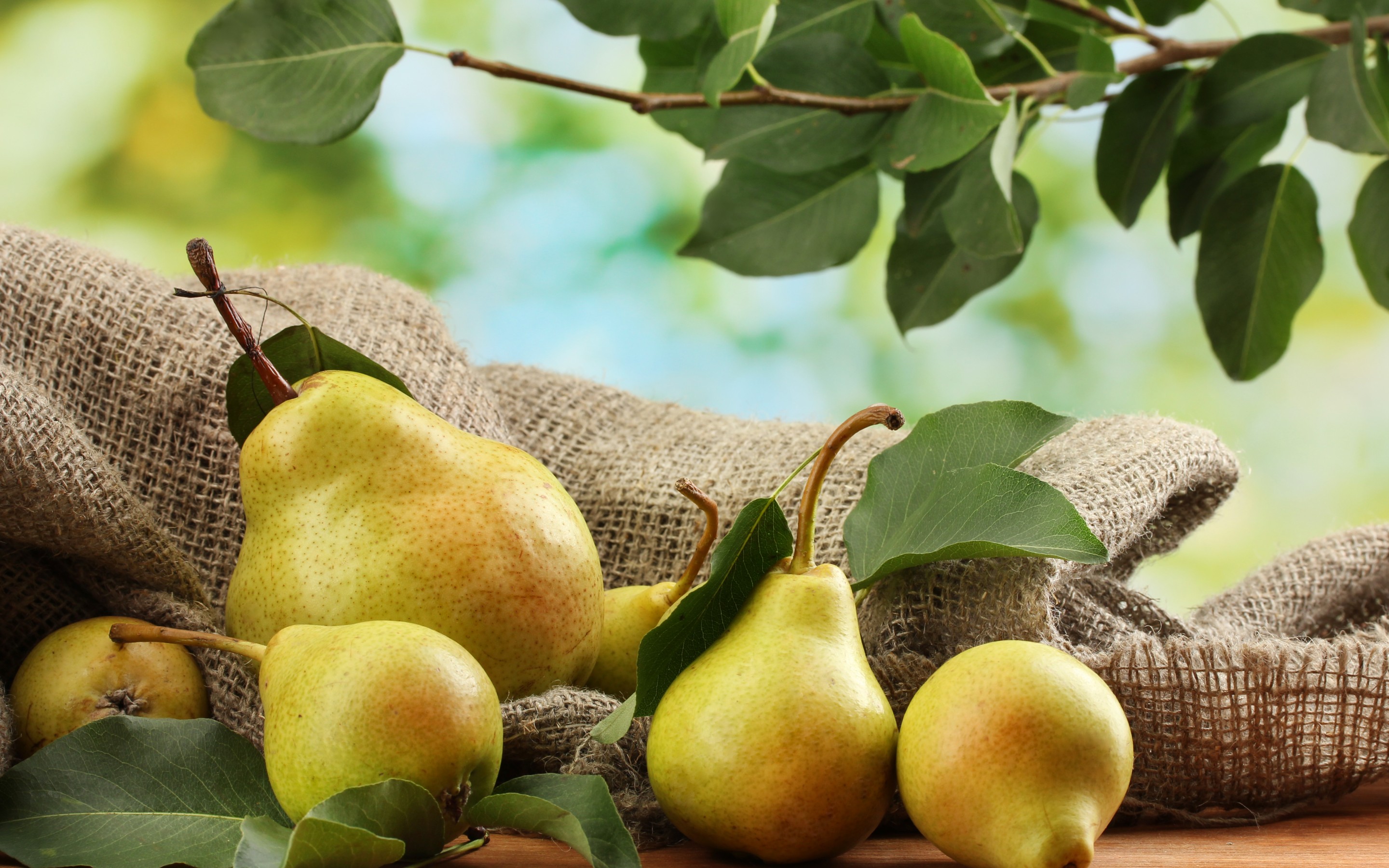 40+ Pear HD Wallpapers and Backgrounds