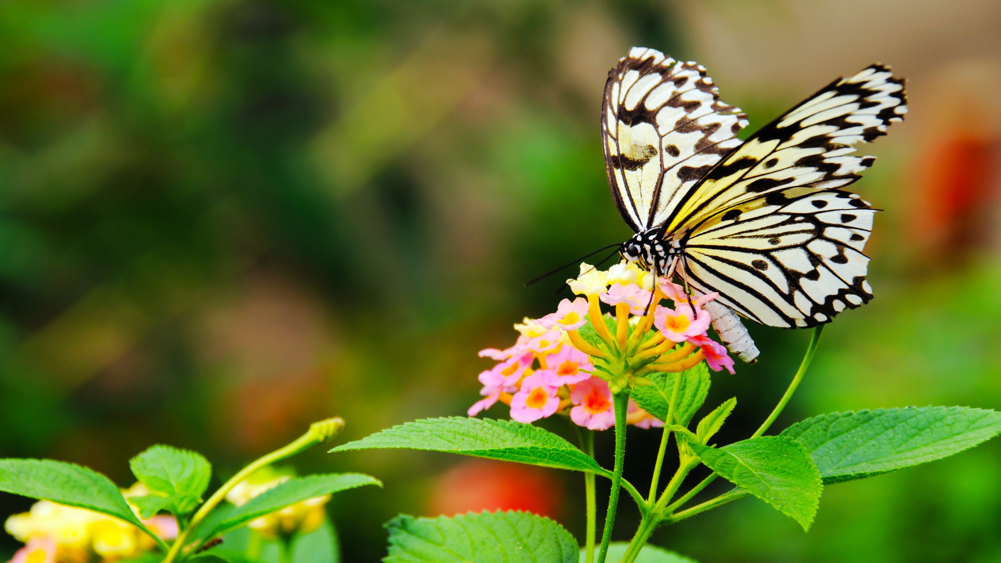 Download Animal Butterfly 4k Ultra HD Wallpaper