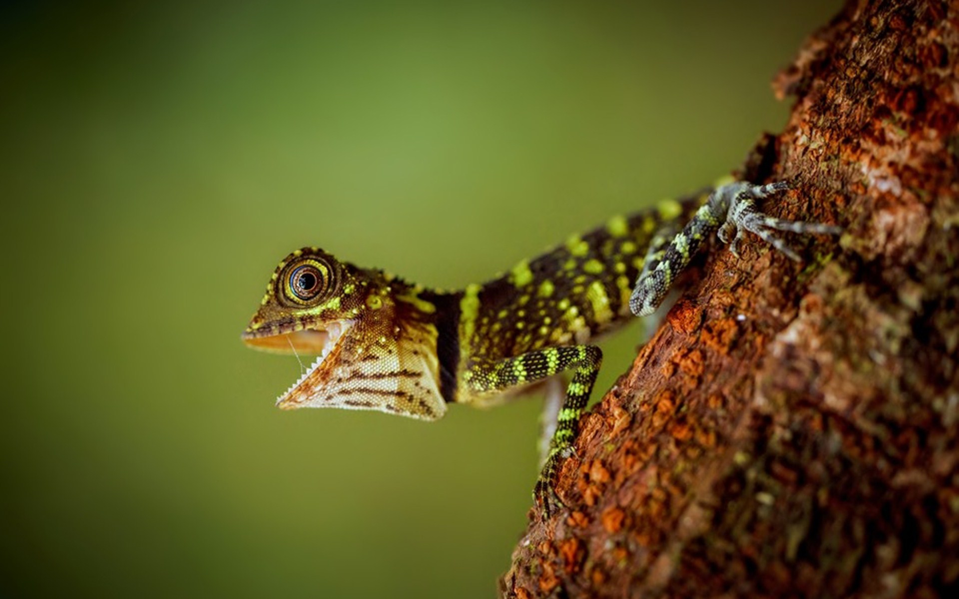 Lizard HD Wallpaper Background Image 1920x1200 ID