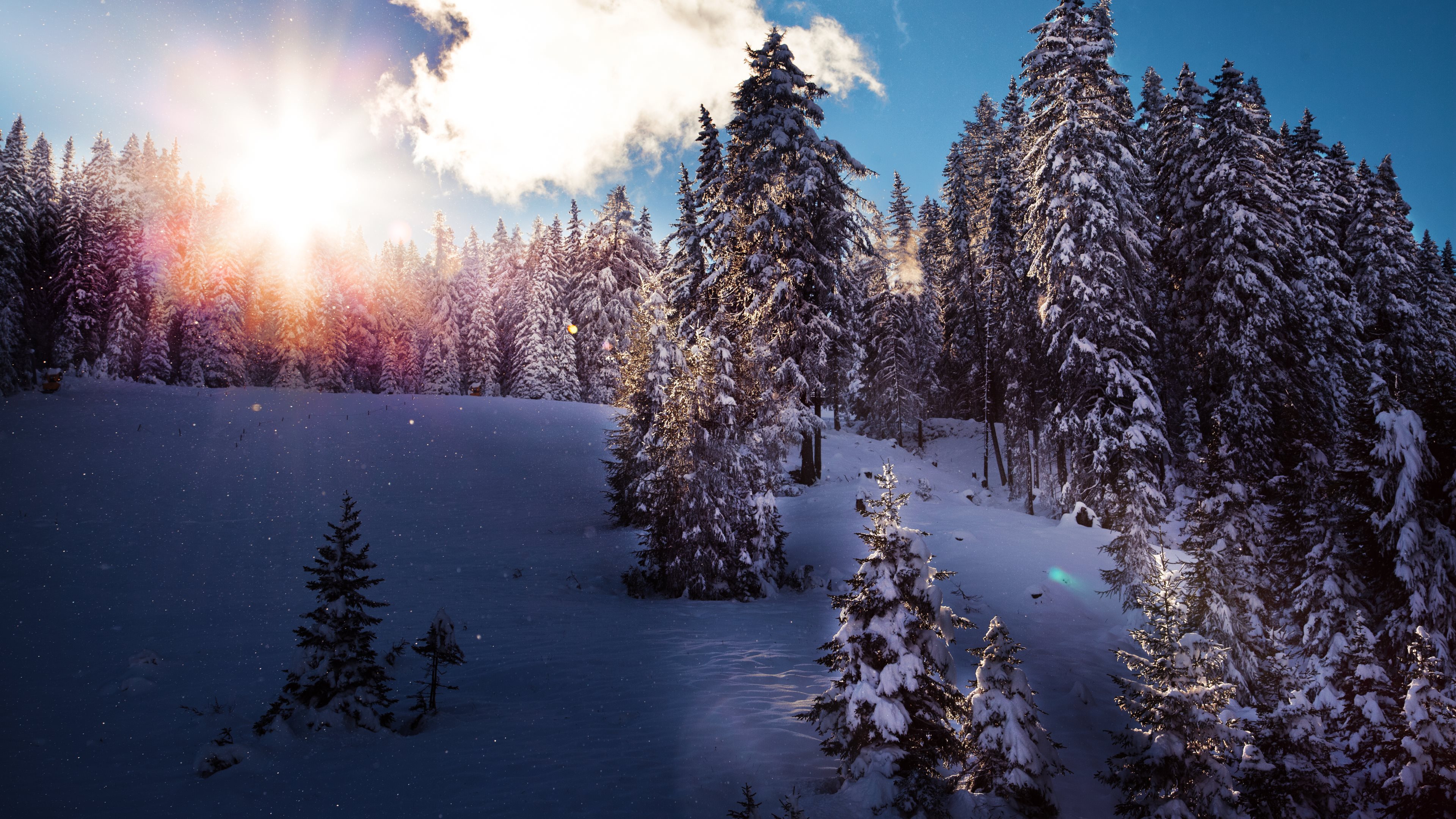 Winter Sunbeams in a Snowy Forest 4K Ultra HD Wallpaper by Chris Frank
