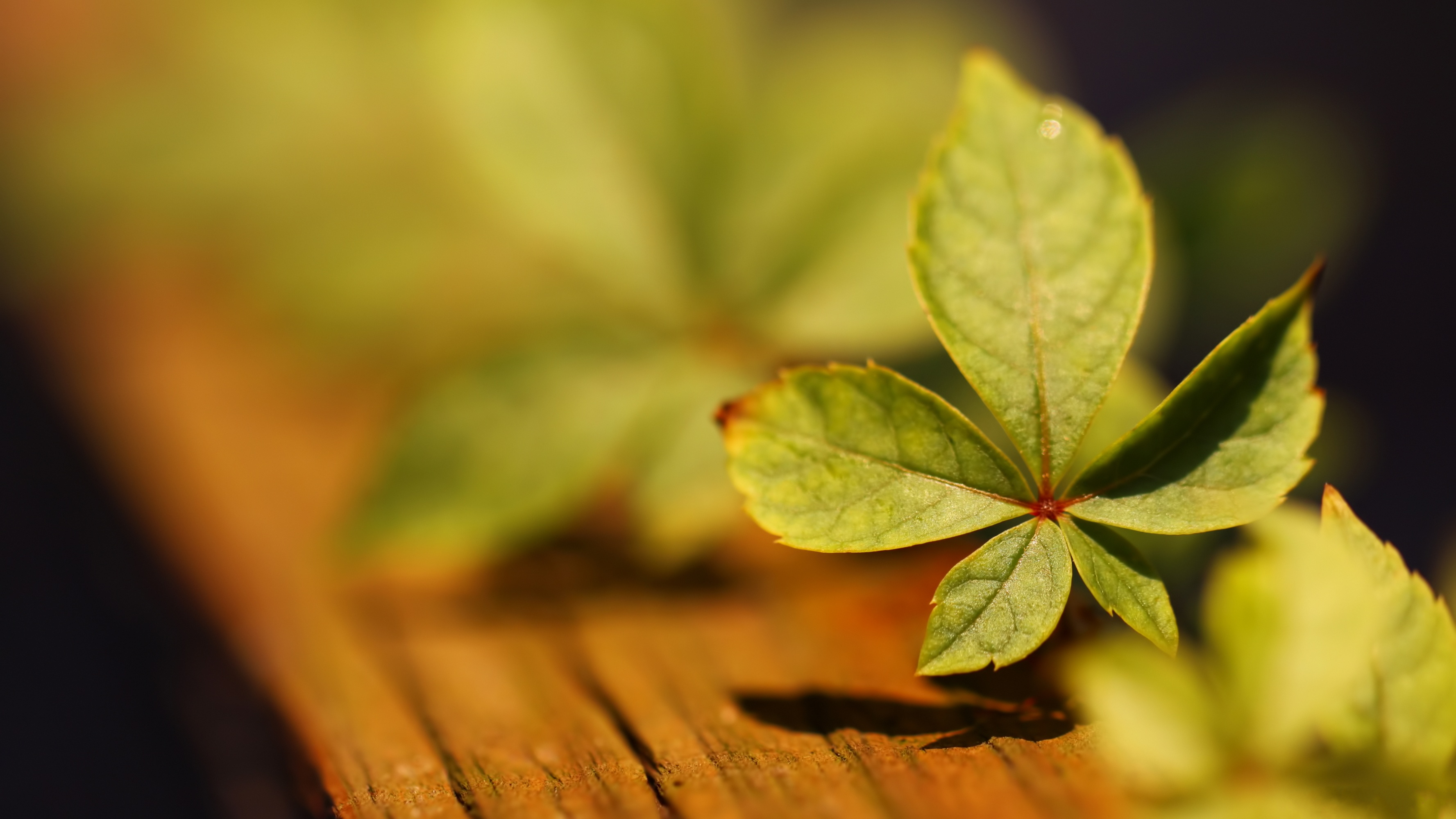 Download Vine Nature Vines HD Wallpaper