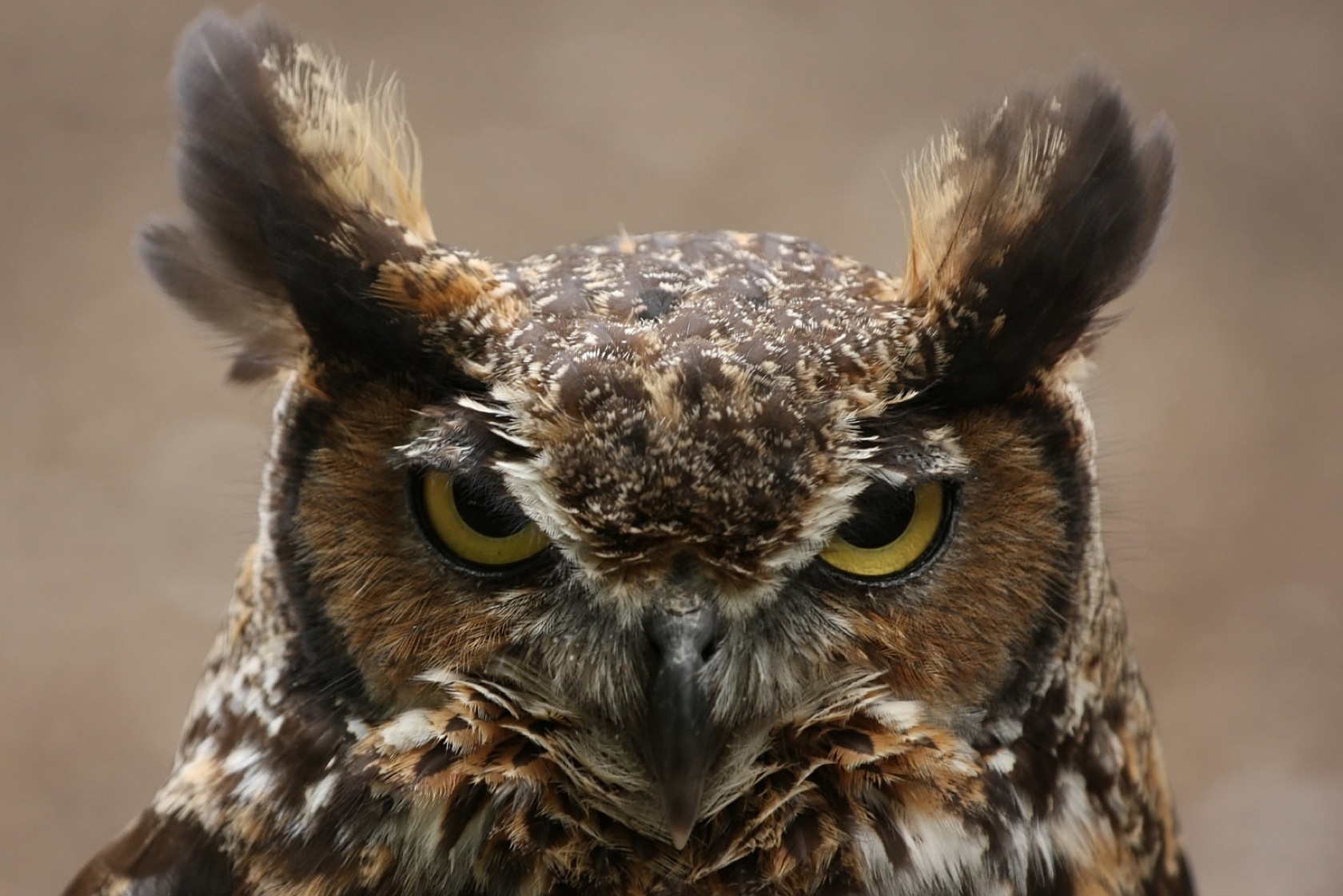 Great Horned Owl Computer Wallpapers, Desktop Backgrounds 1680x1121