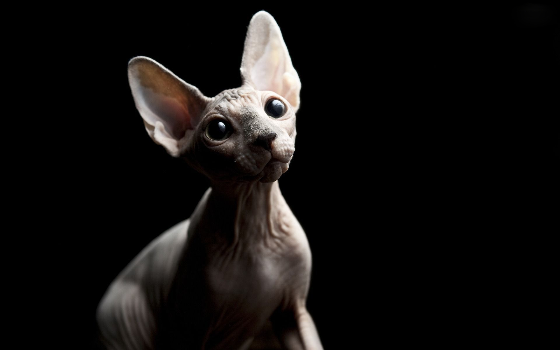 Sphynx Cat HD Wallpaper Background Image 1920x1200