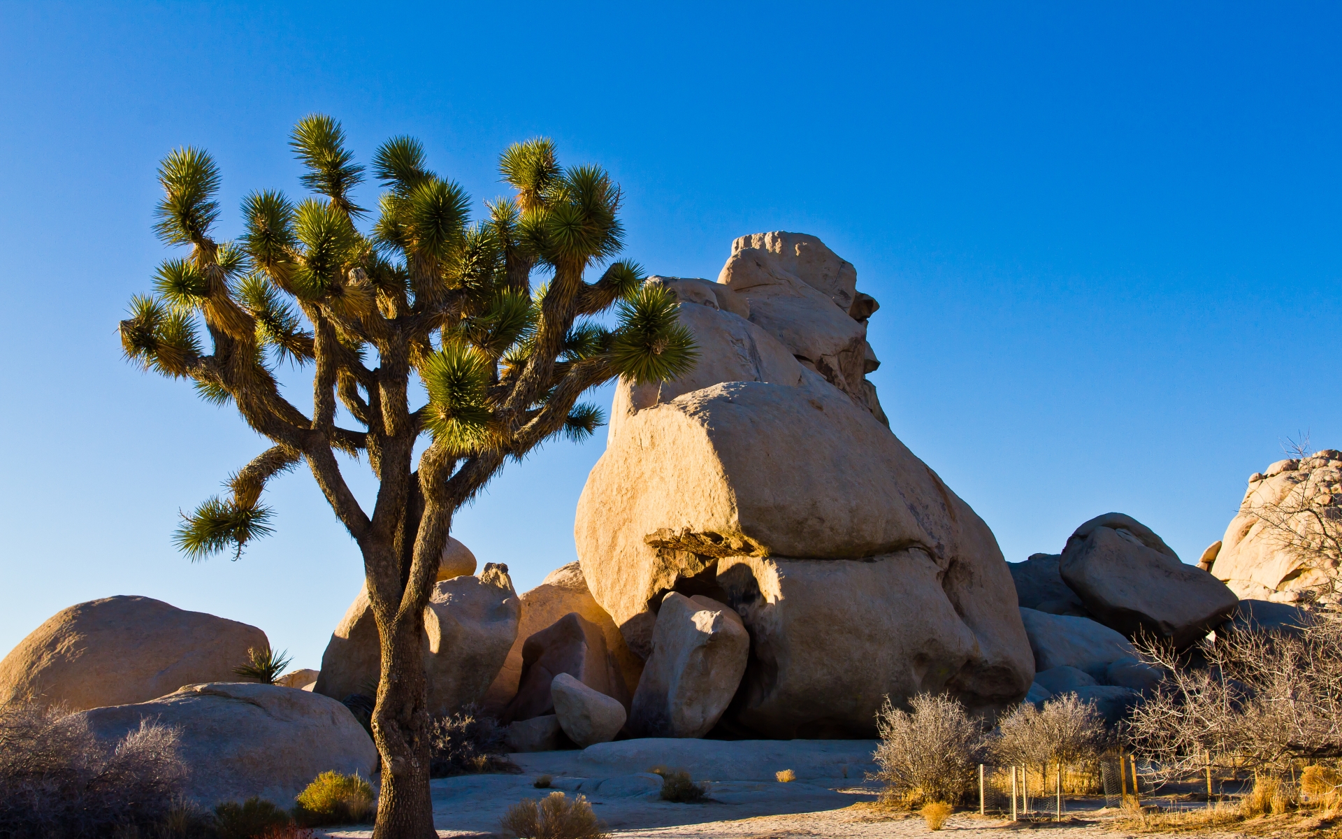 Download Nature Joshua Tree National Park HD Wallpaper