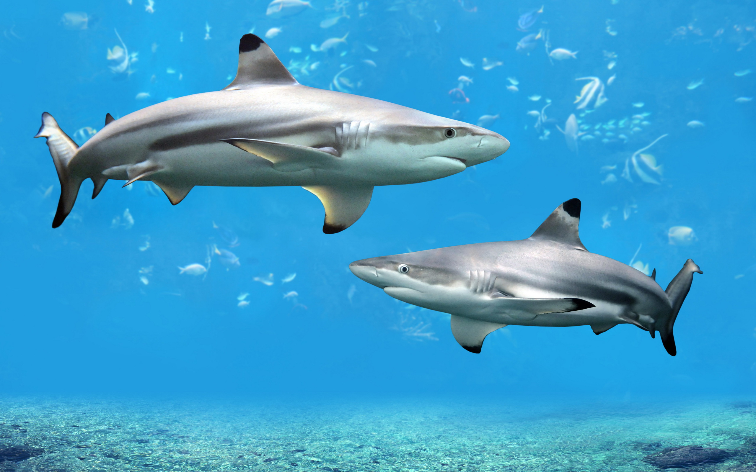 Blacktip Reef Shark HD Wallpaper Background Image