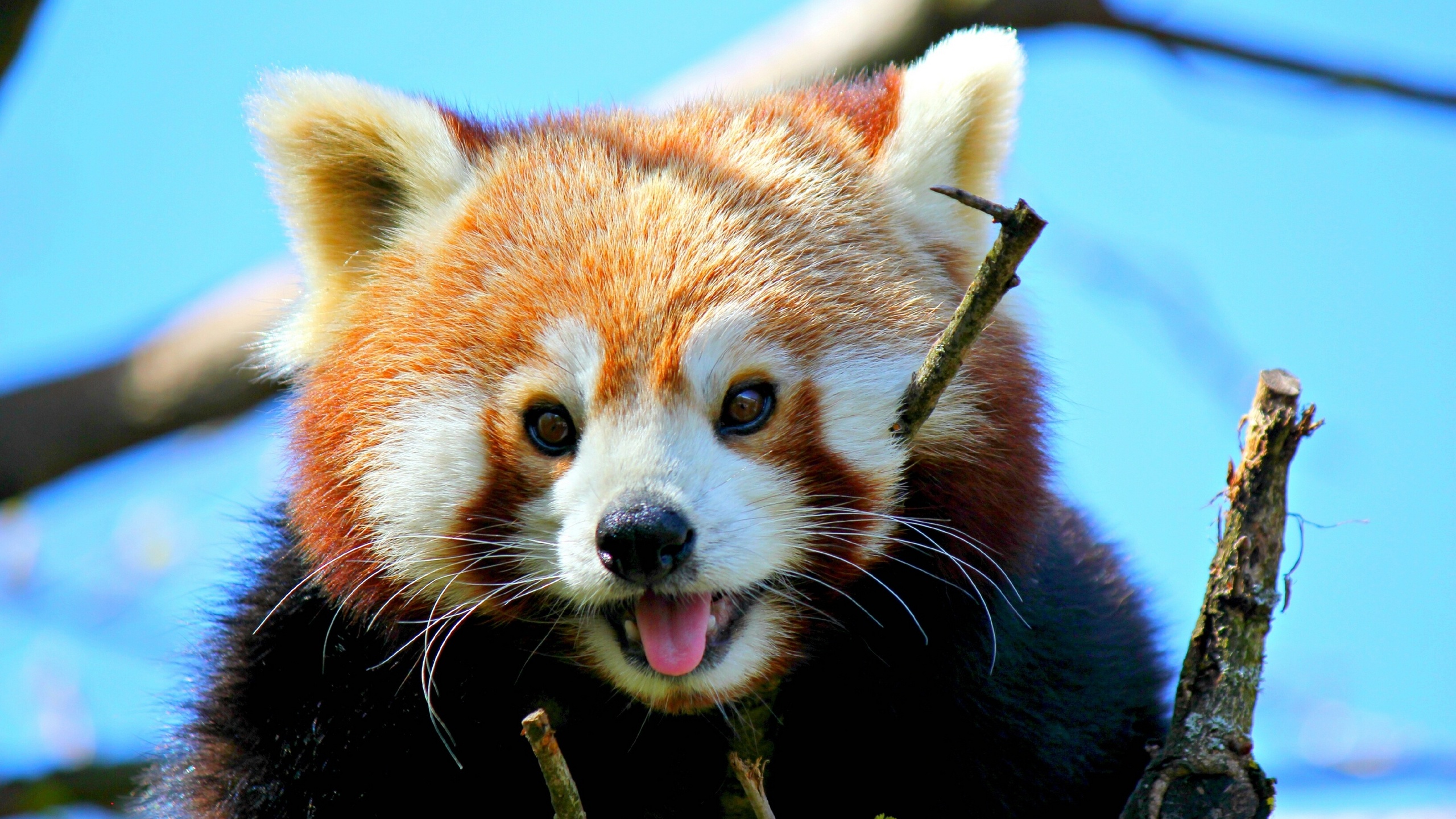 Animal Red Panda Wallpaper