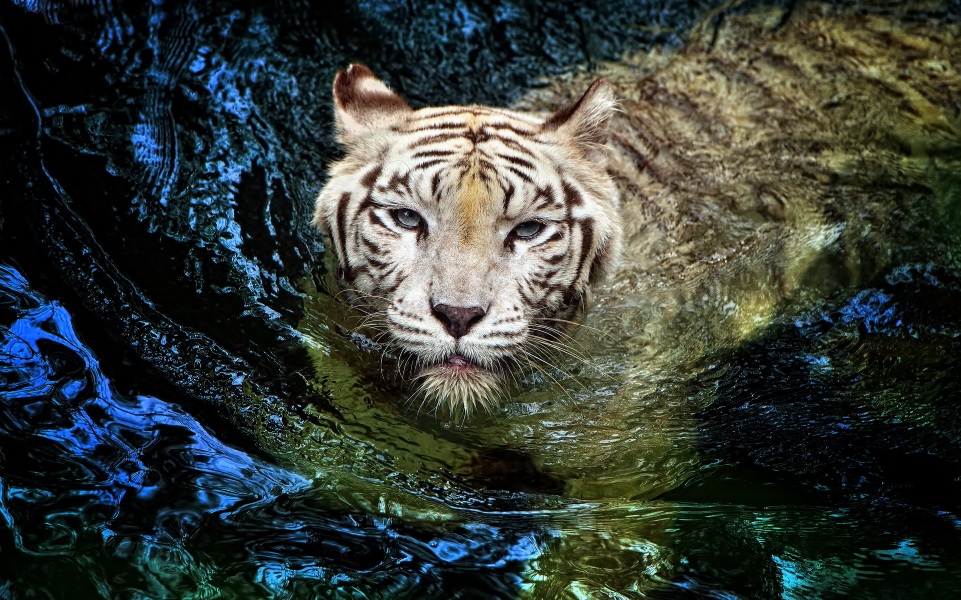 White Tiger HD Wallpaper Background Image 1920x1200 ID528240