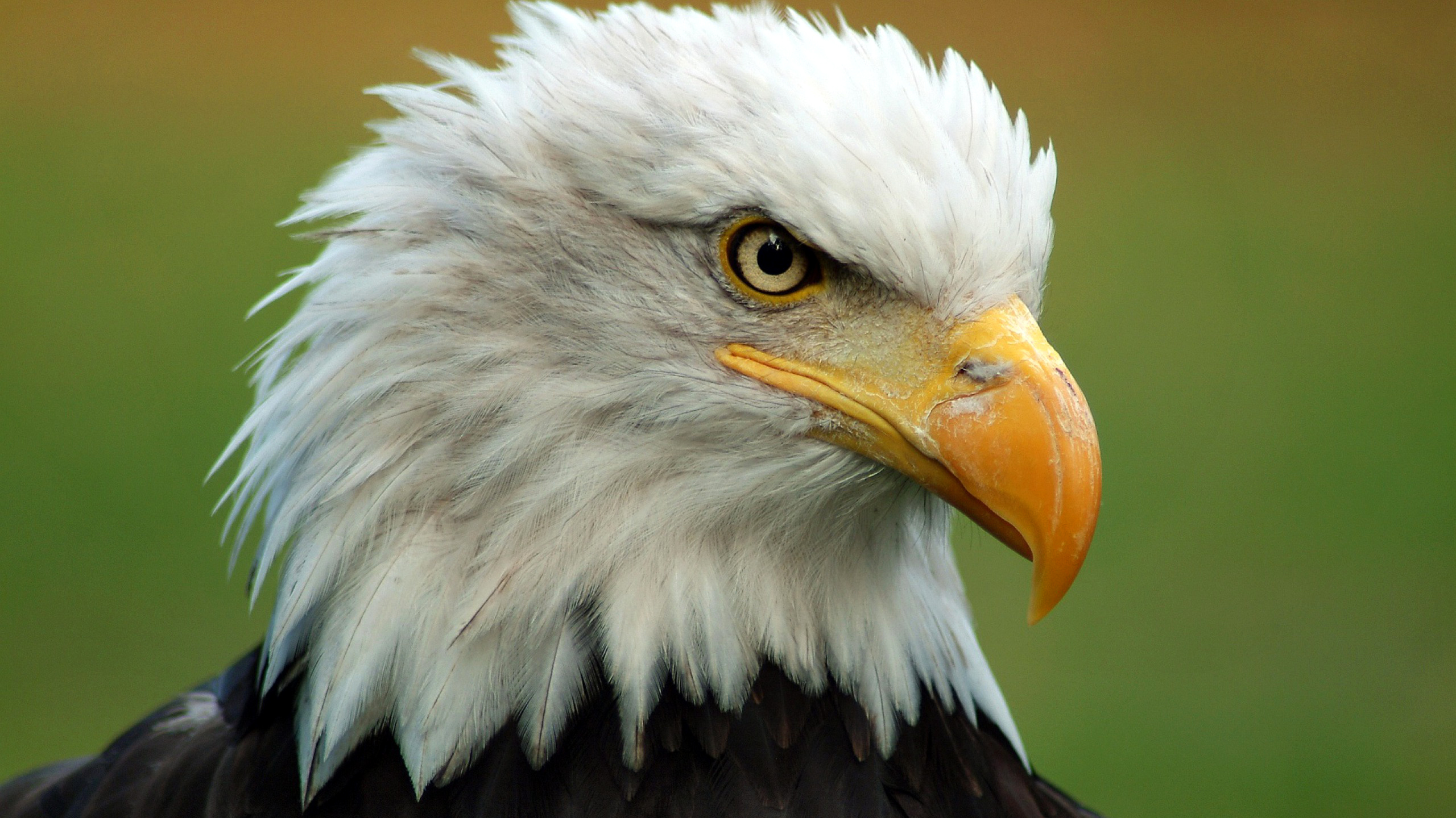 Águila Calva Full HD Fondo de Pantalla and Fondo de Escritorio 2560x1440 ID535421