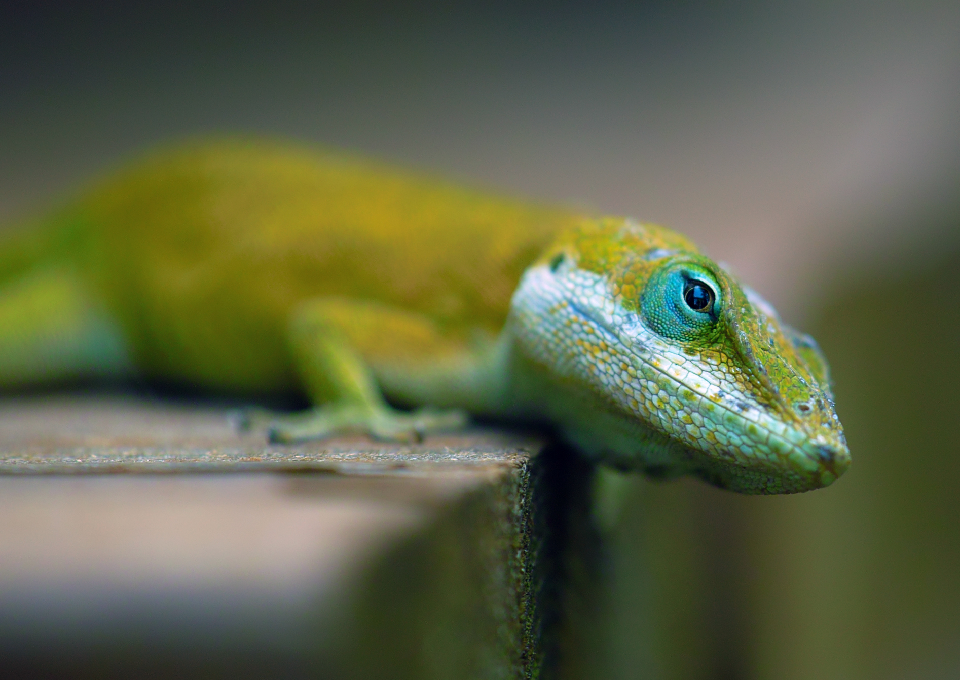 259 Lizard HD Wallpapers Backgrounds Wallpaper Abyss