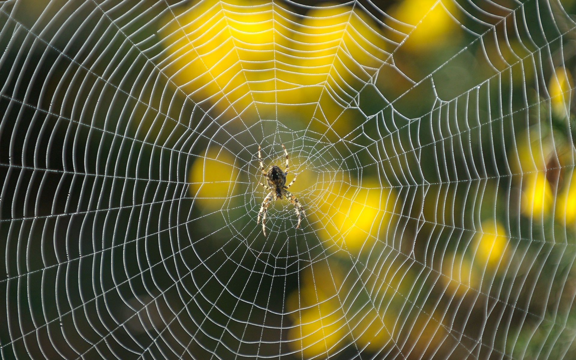 Spider Web HD Wallpaper Background Image 1920x1200
