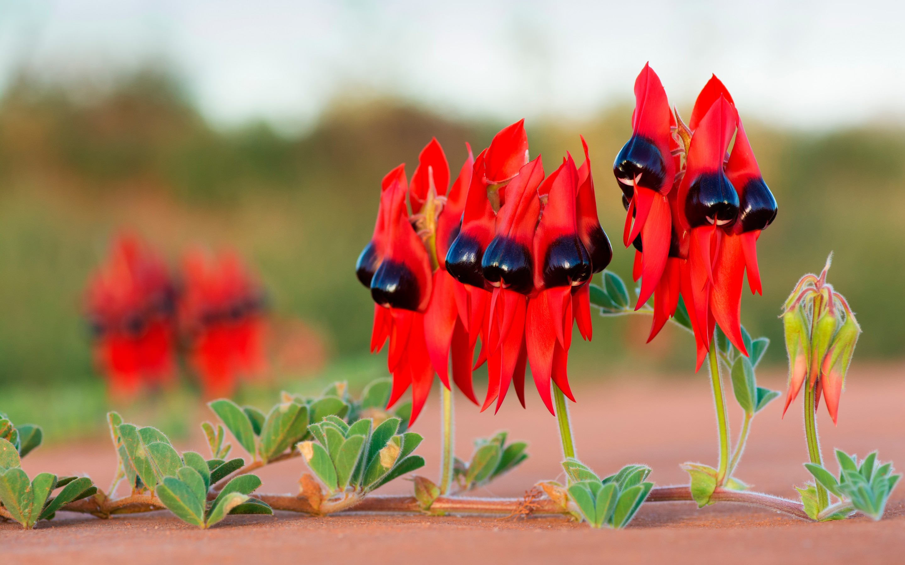 Download Red Flower Sturt's Desert Pea Australia Plant Desert Nature