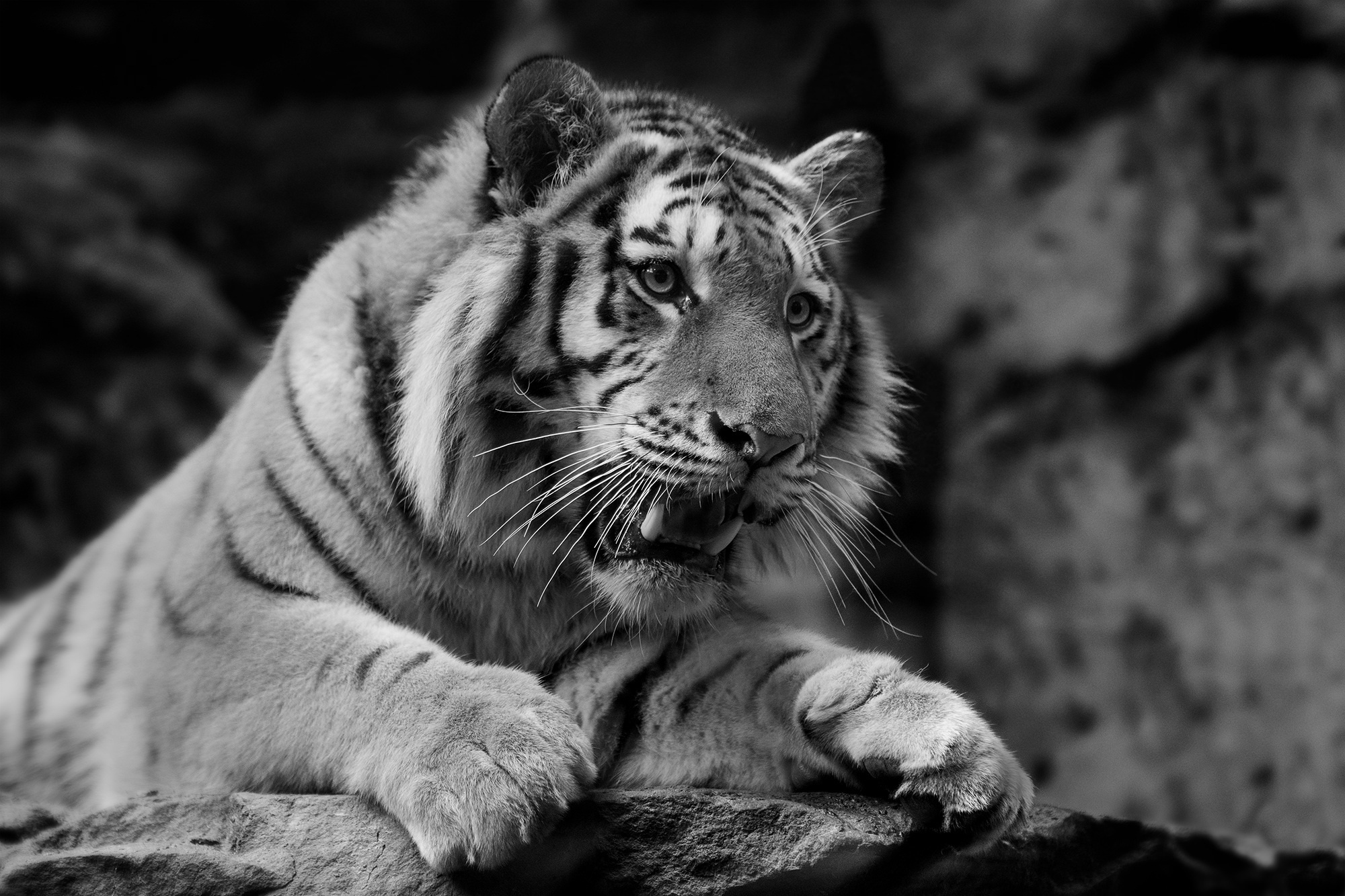 Download Black & White Animal Tiger HD Wallpaper