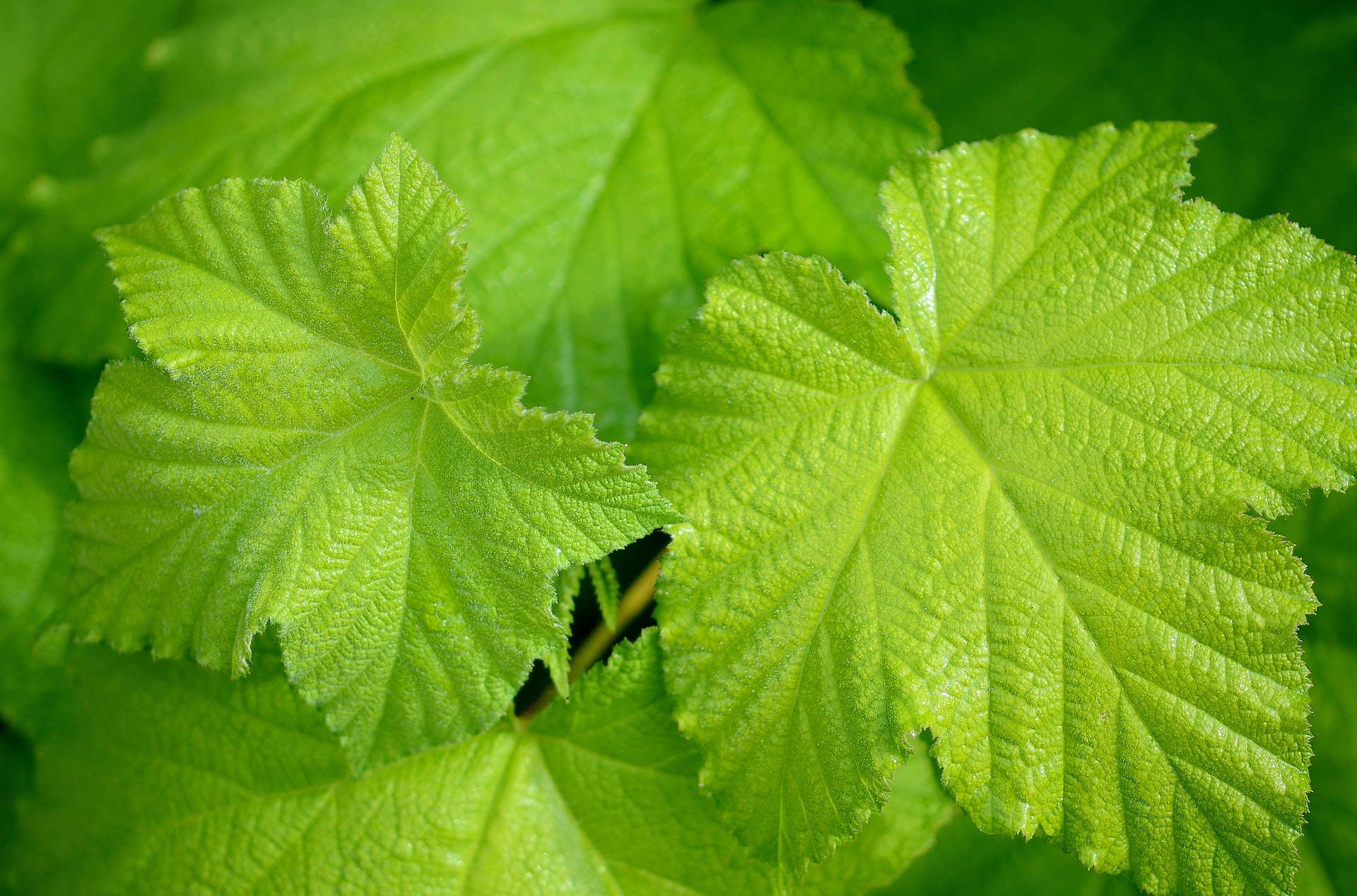 Download Green Nature Vine Leaf HD Wallpaper