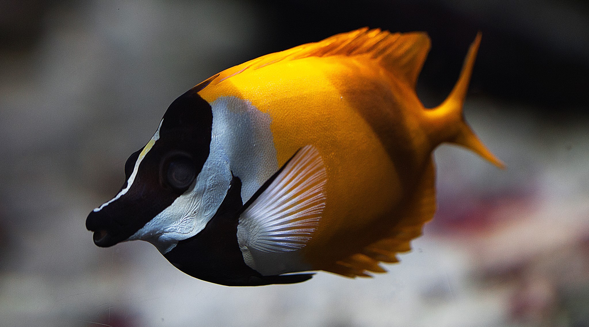 Download Tropical Animal Fish HD Wallpaper