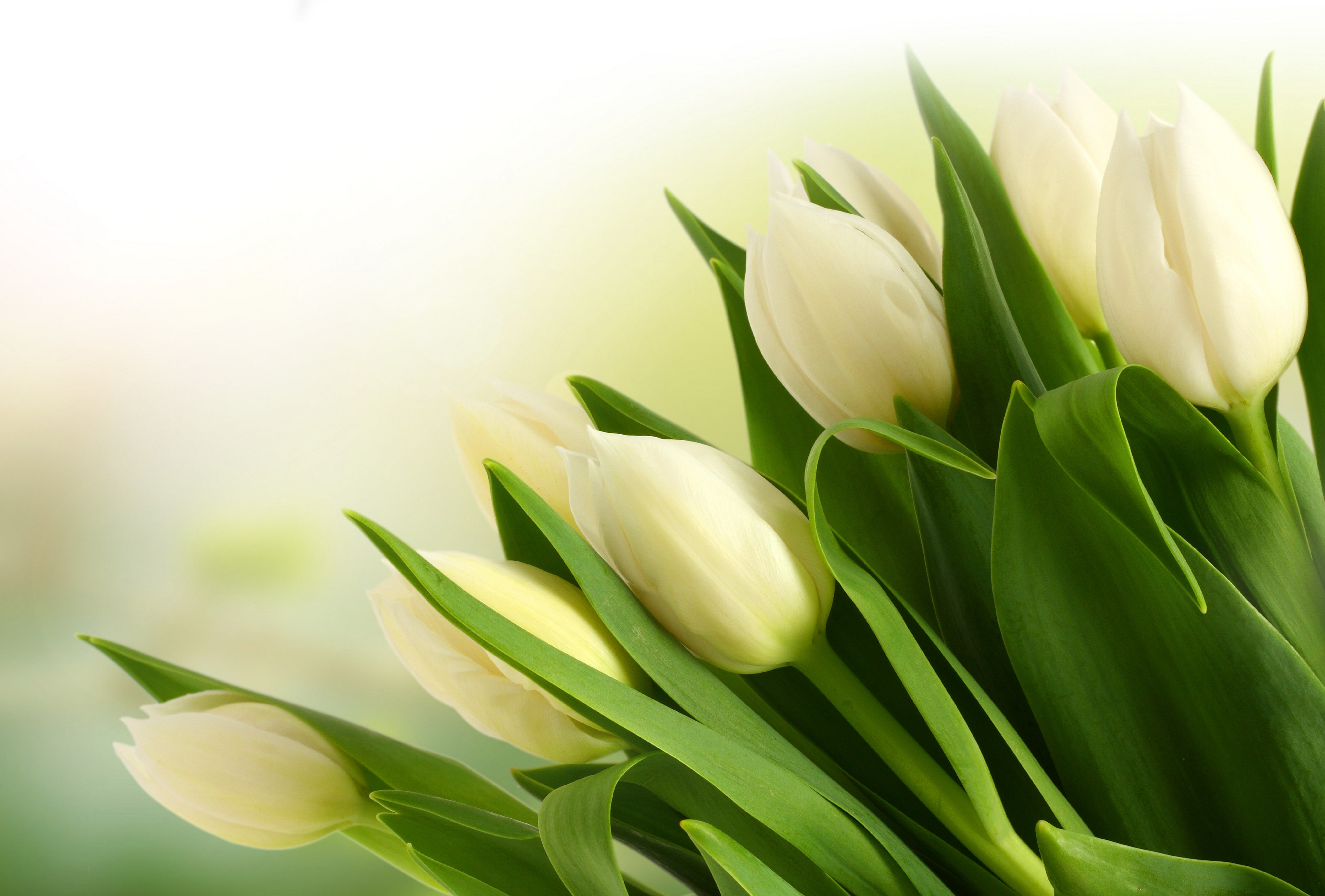 Download White Flower Green Nature Tulip 4k Ultra HD Wallpaper