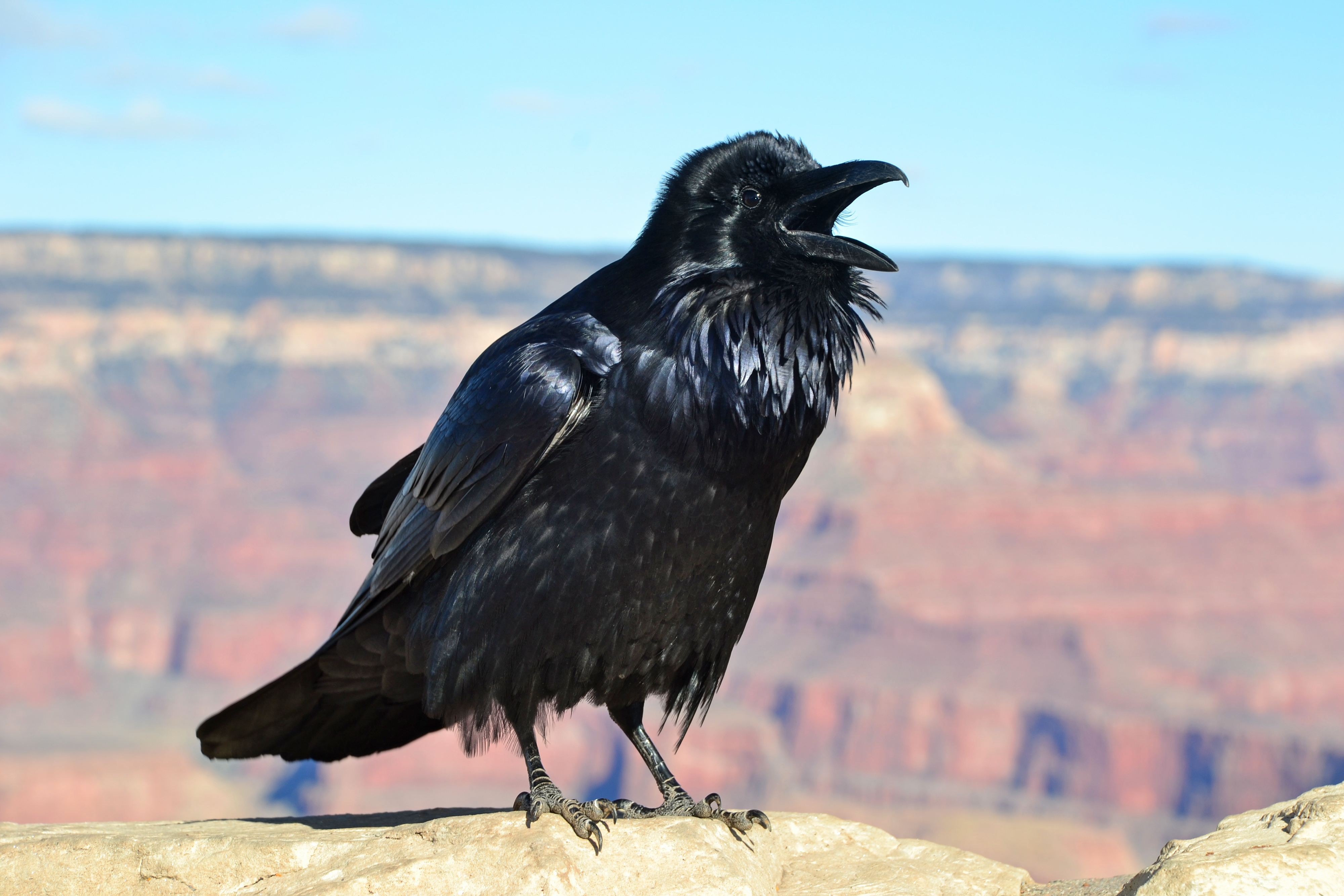 Download Animal Raven 4k Ultra HD Wallpaper