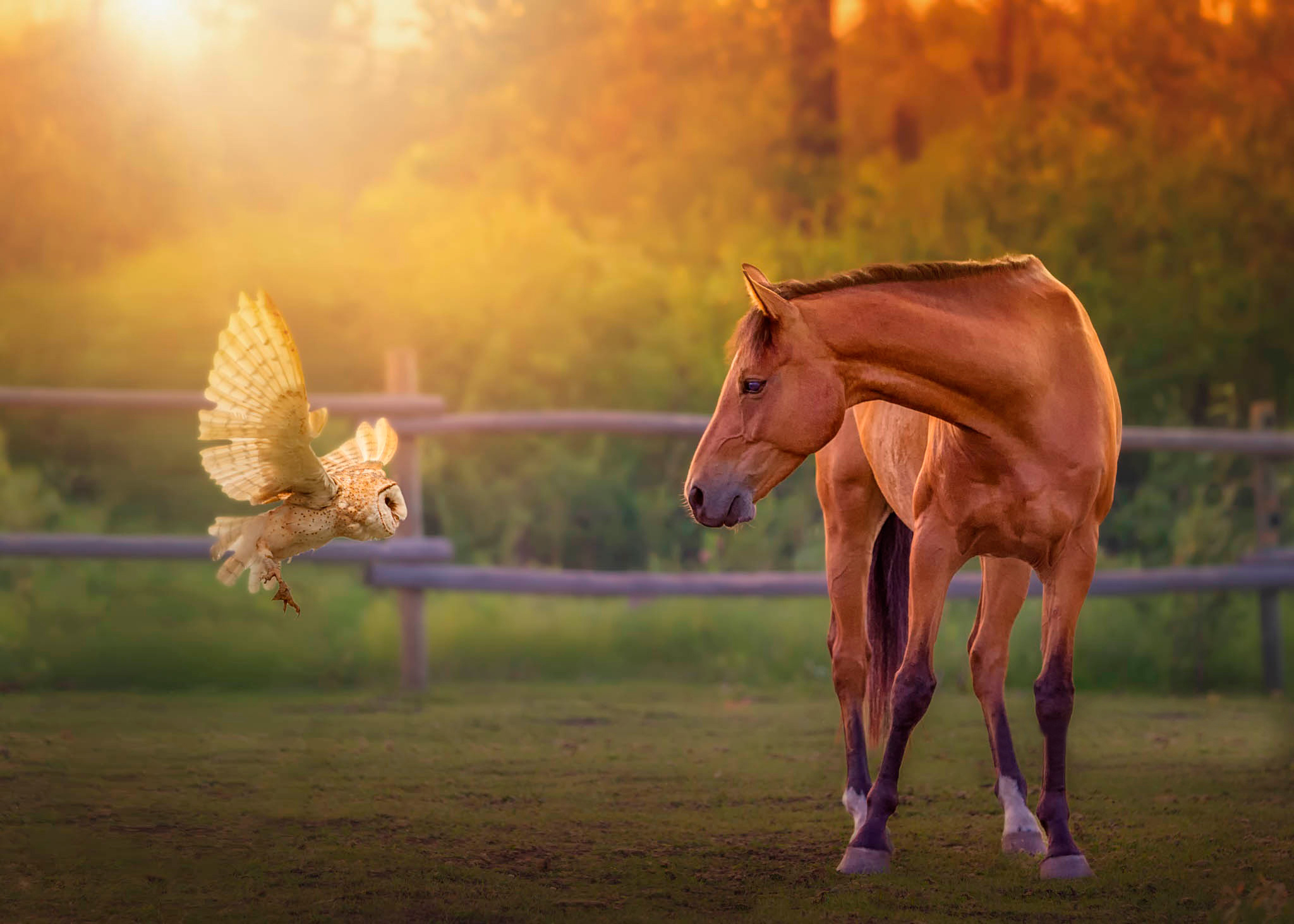 Download Bird Owl Horse Animal Cute HD Wallpaper