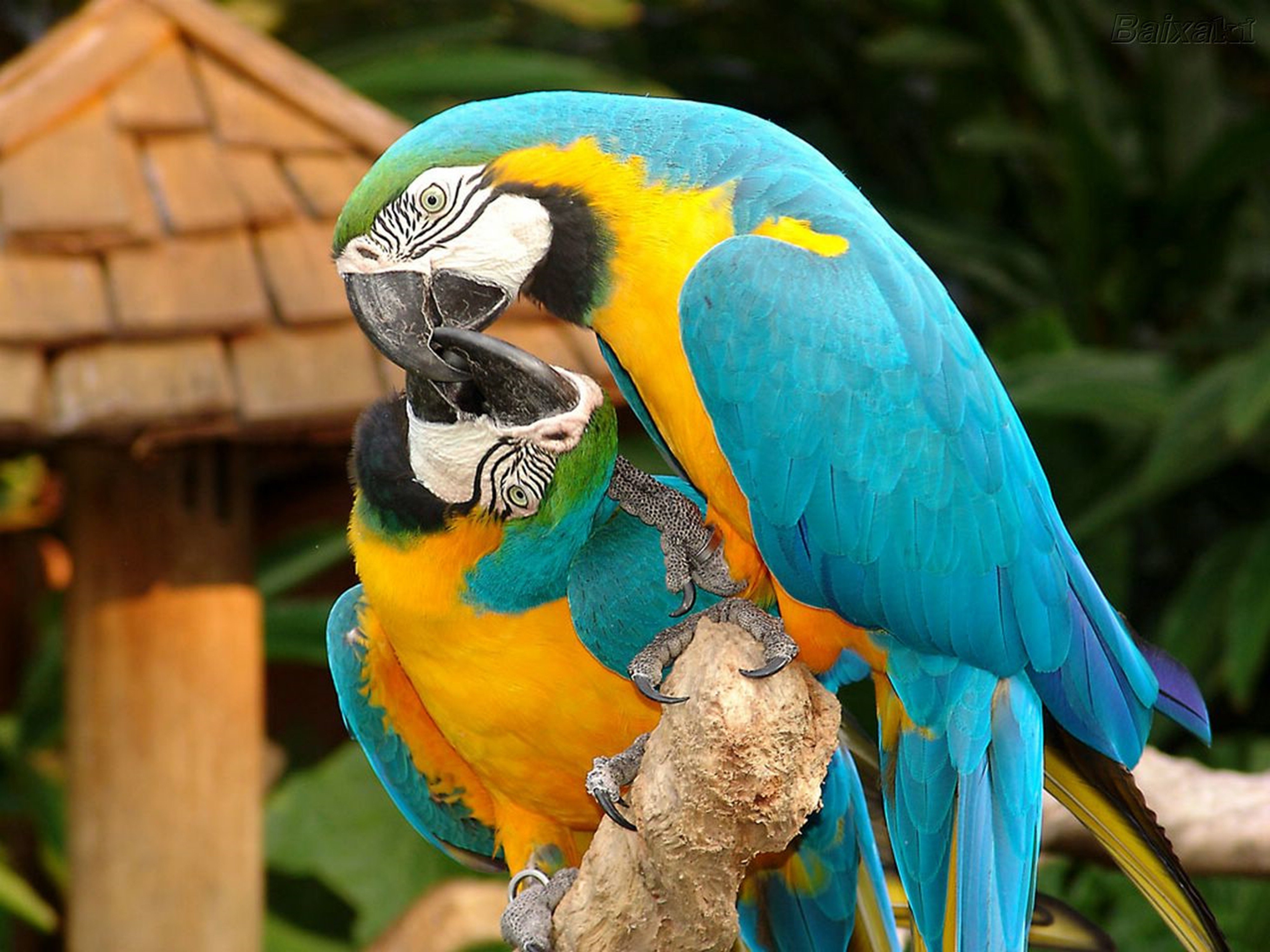Blueandyellow Macaw 4k Ultra HD Wallpaper Background Image