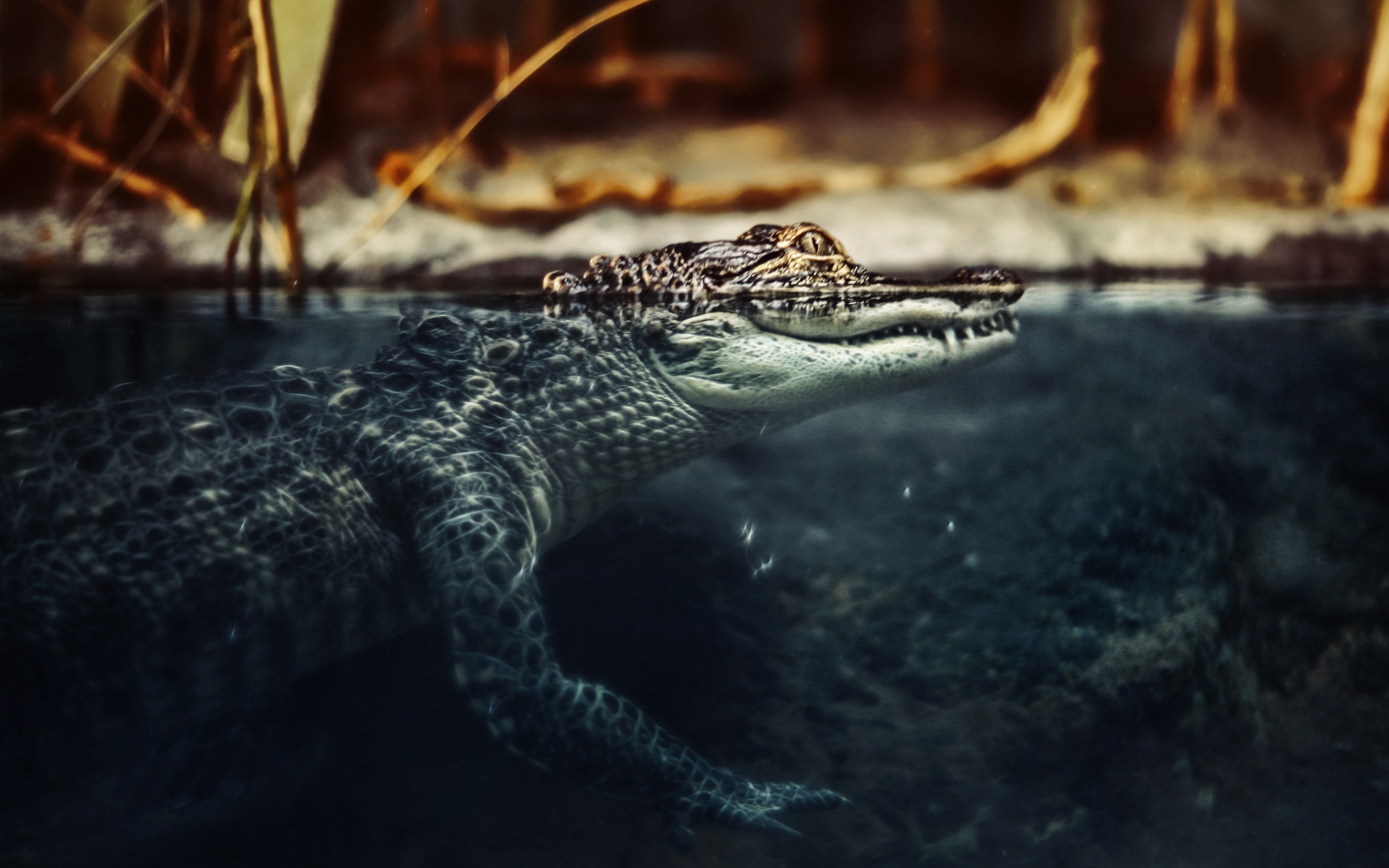 Download Animal Crocodile HD Wallpaper
