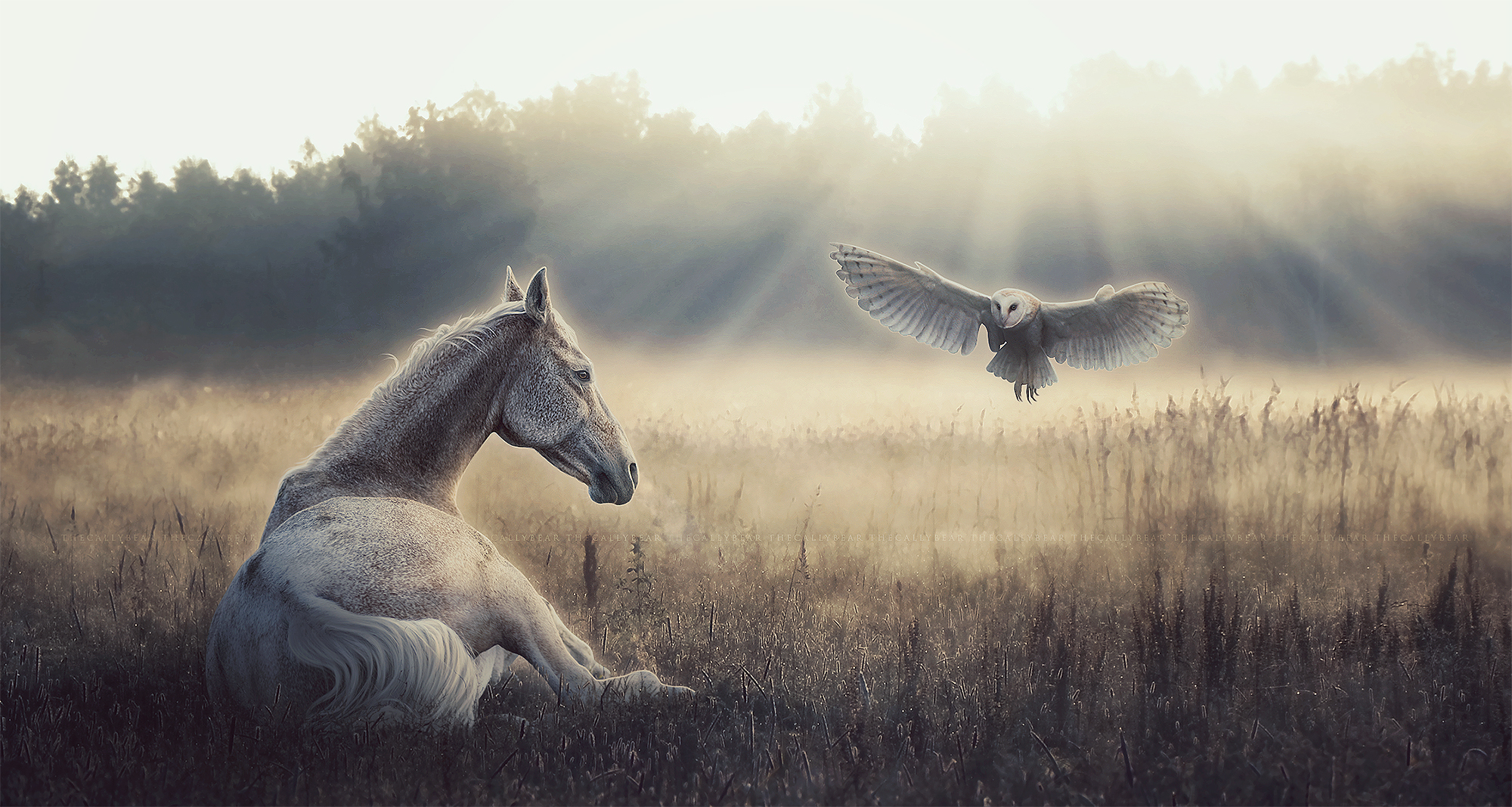 Download Owl Horse Animal Other Wallpaper