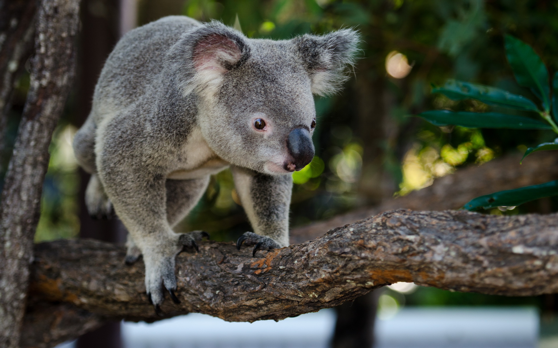 Koala Full HD Wallpaper and Background Image 1920x1200 ID596687