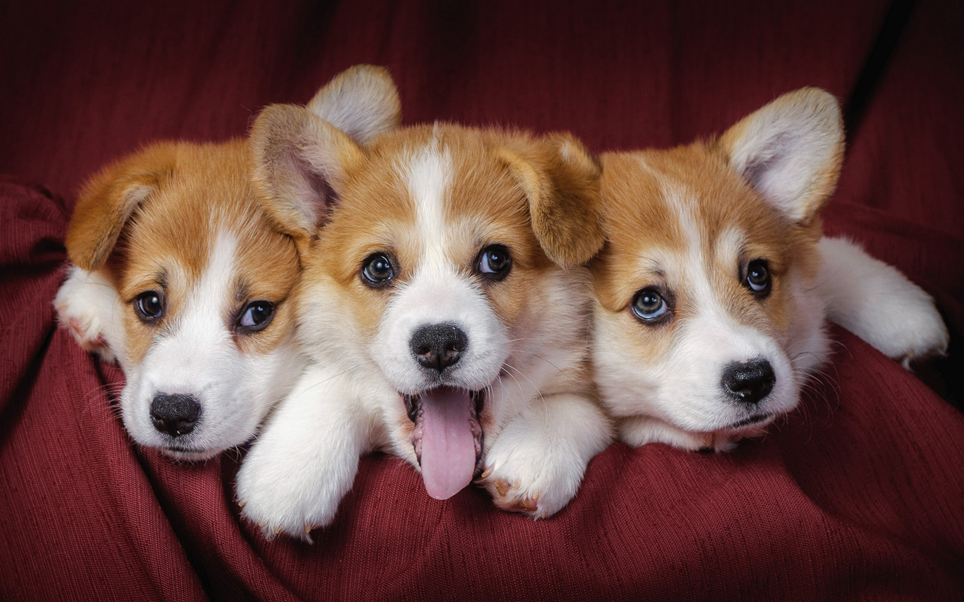 Adorable Puppies HD Wallpaper Cute Trio of Playful Animals