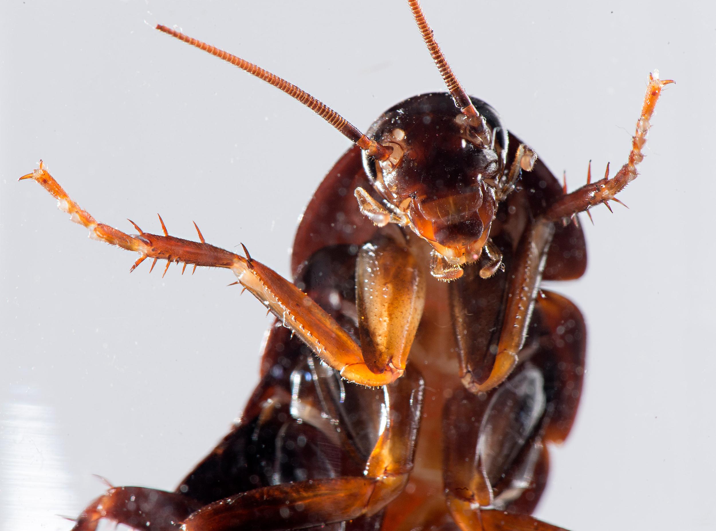 2 Cockroach HD Wallpapers Backgrounds Wallpaper Abyss