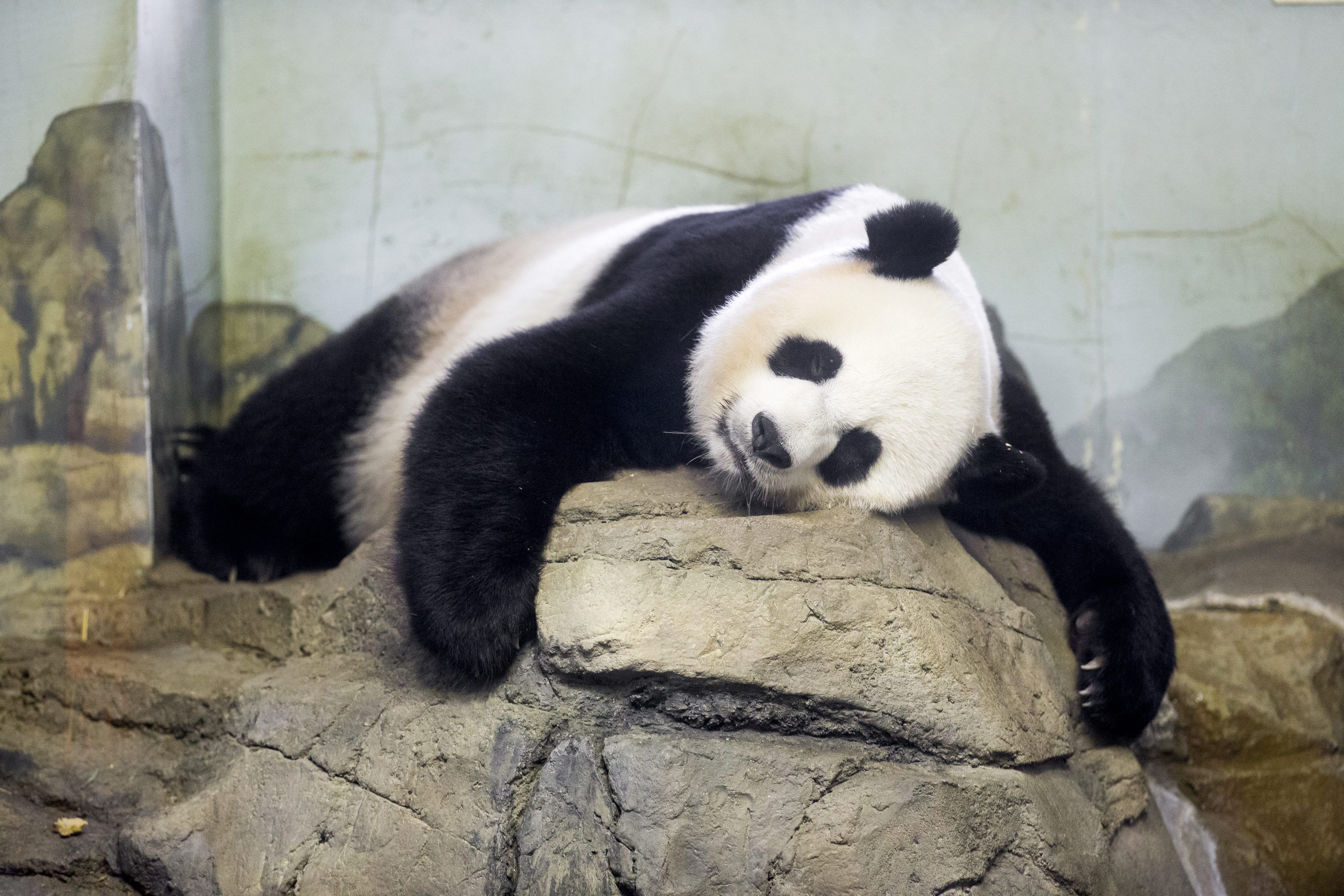 Panda 4k Ultra HD Wallpaper and Background Image 4096x2732 ID638287